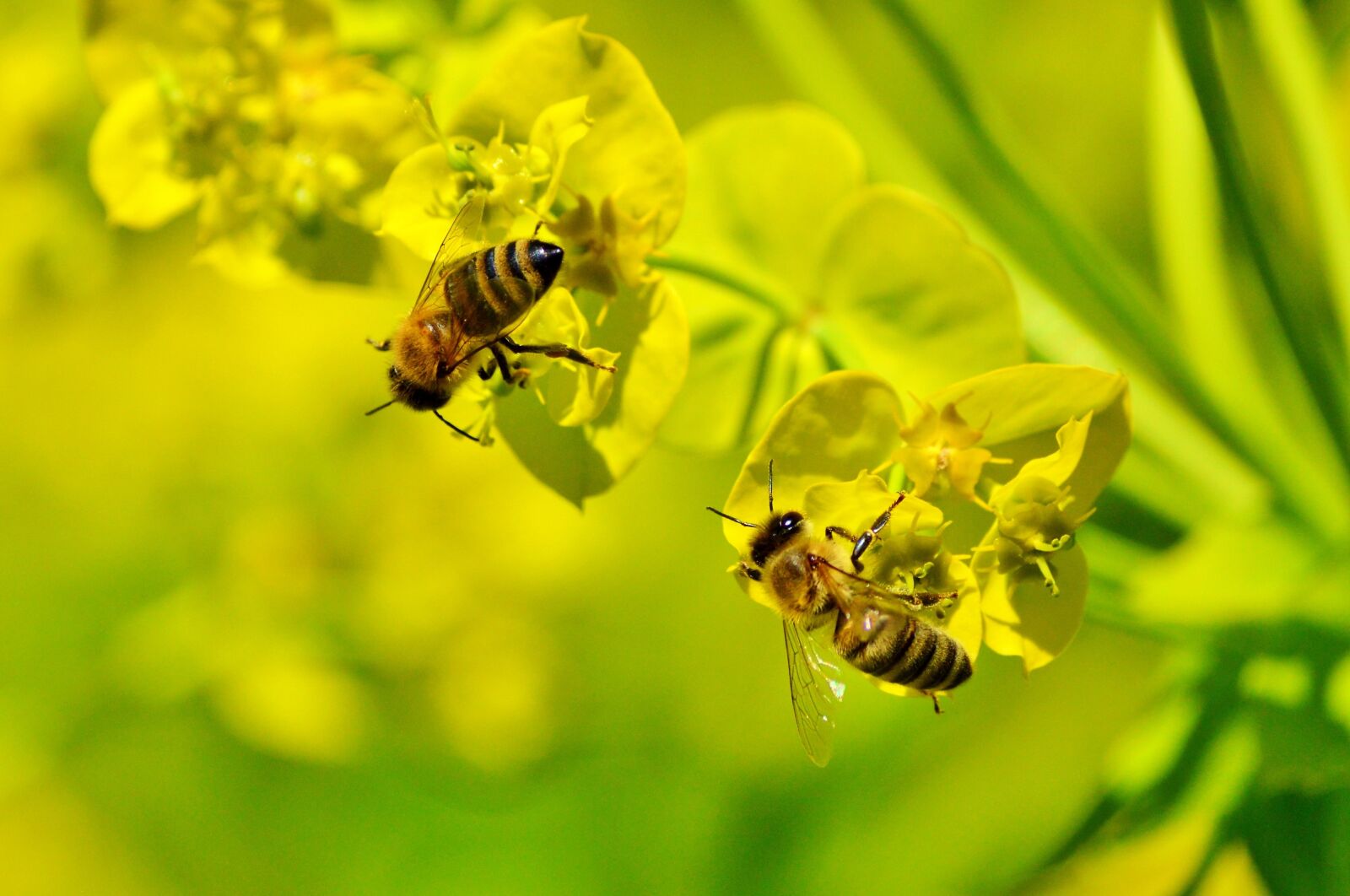Nikon D3200 sample photo. Bee, honey bee, blossom photography