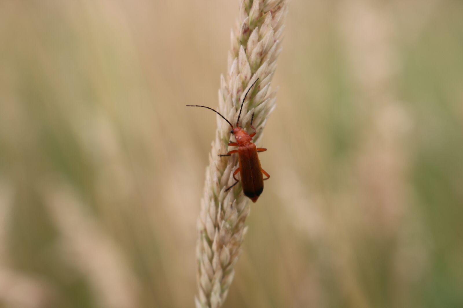 Canon EOS 750D (EOS Rebel T6i / EOS Kiss X8i) sample photo. Bug, grass, field photography