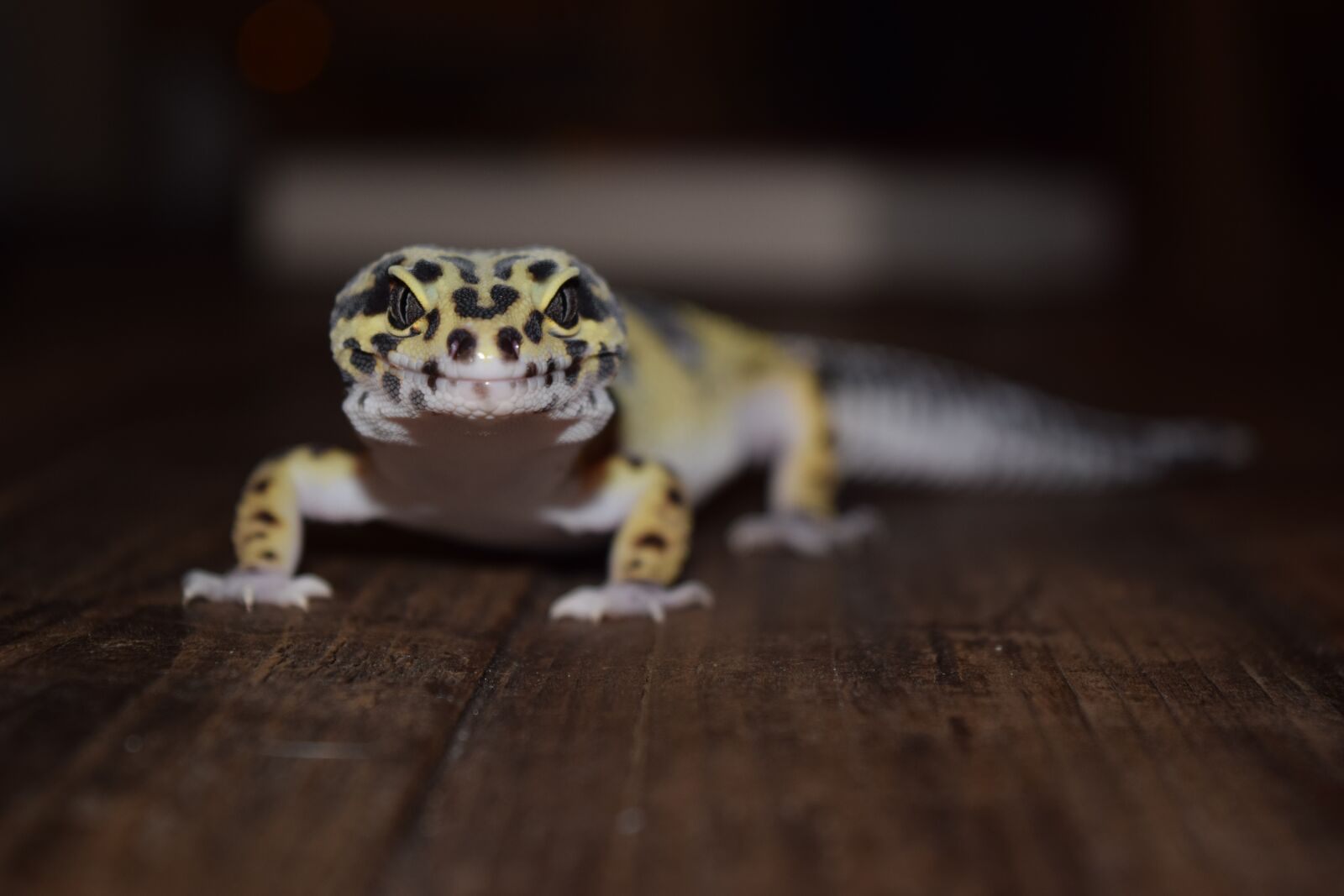 Nikon D3300 sample photo. Leopard gecko, pet, pets photography