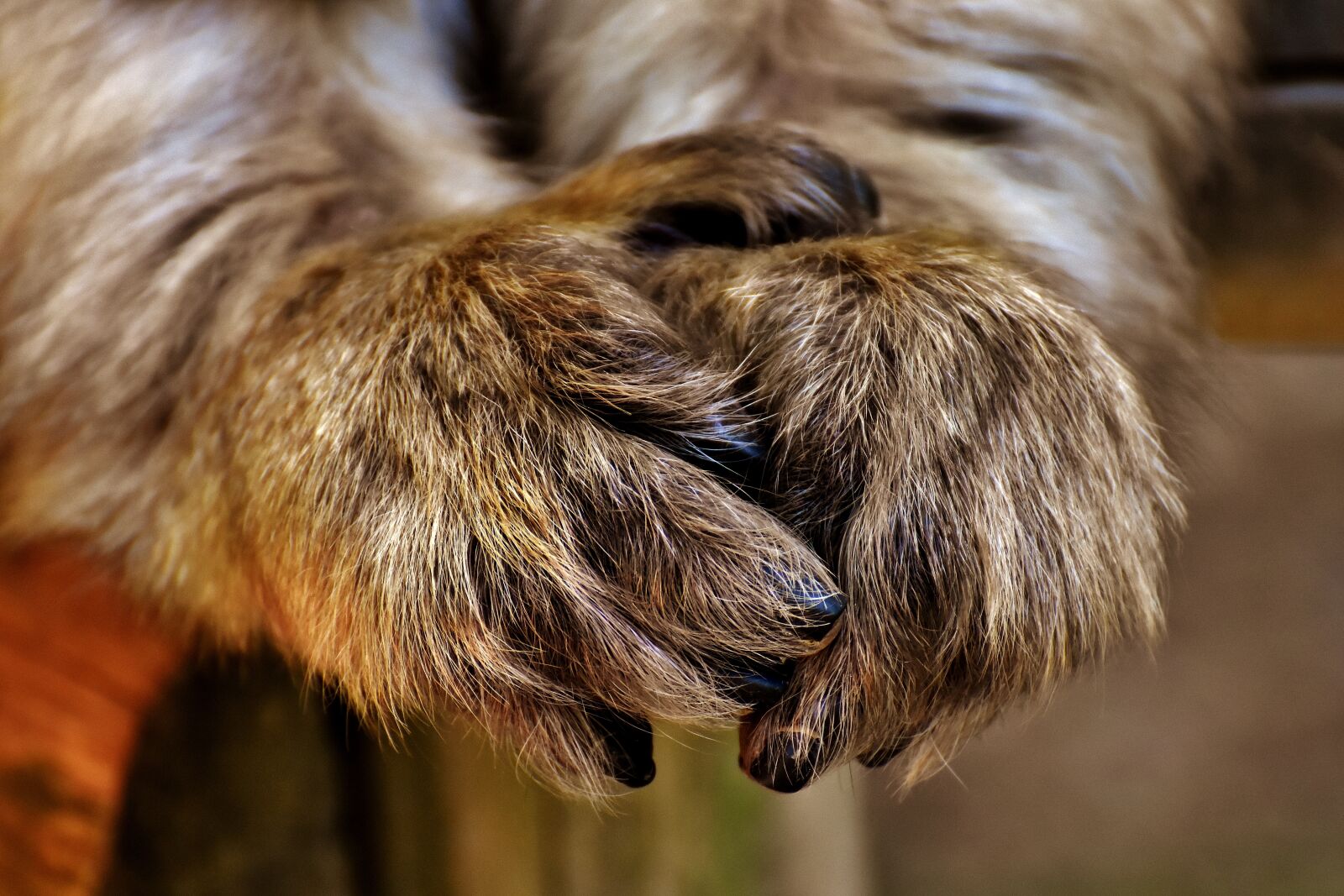 Nikon D7200 sample photo. Barbary ape, feet, endangered photography