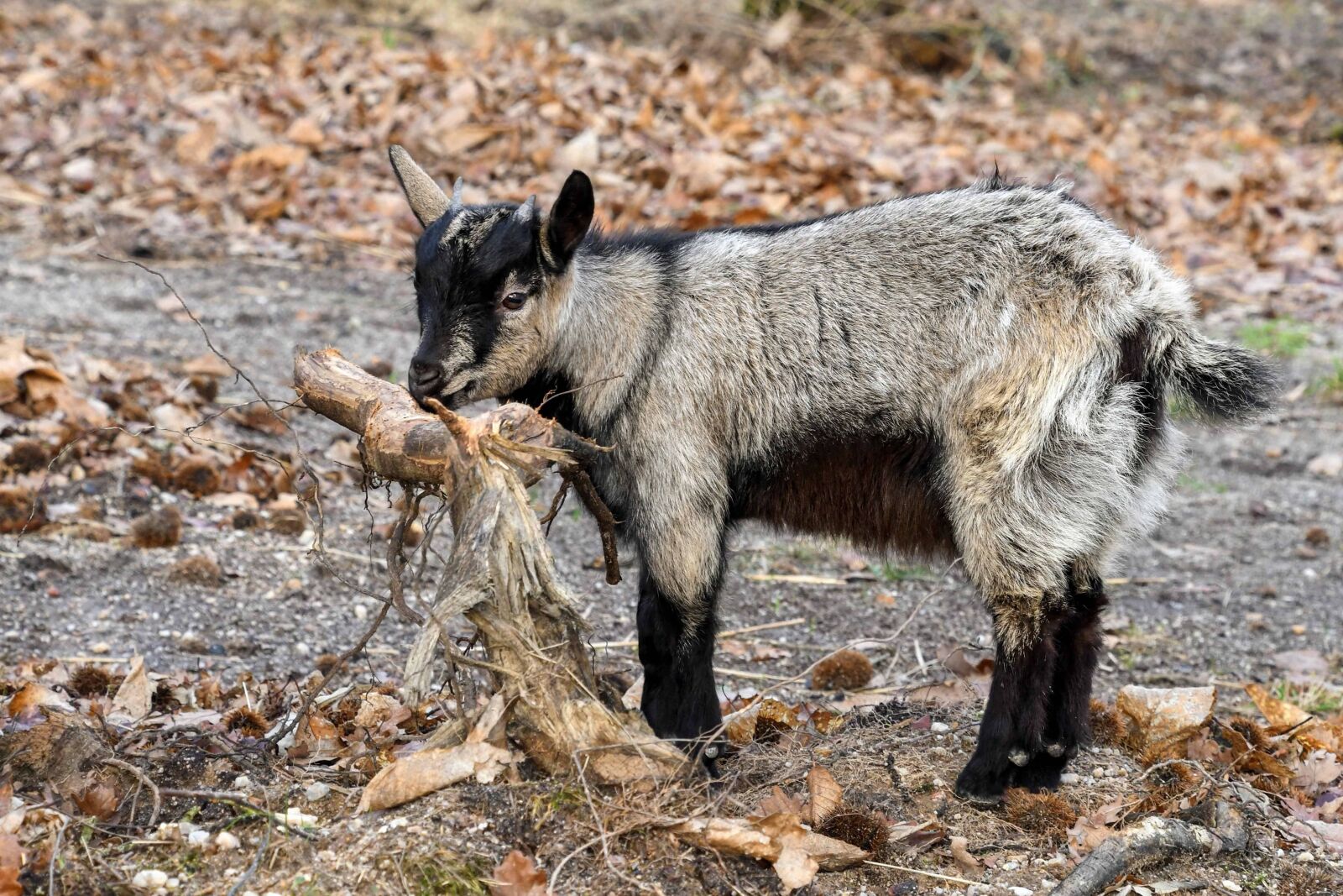 Nikon D500 sample photo. Animal, hair, goat, nature photography