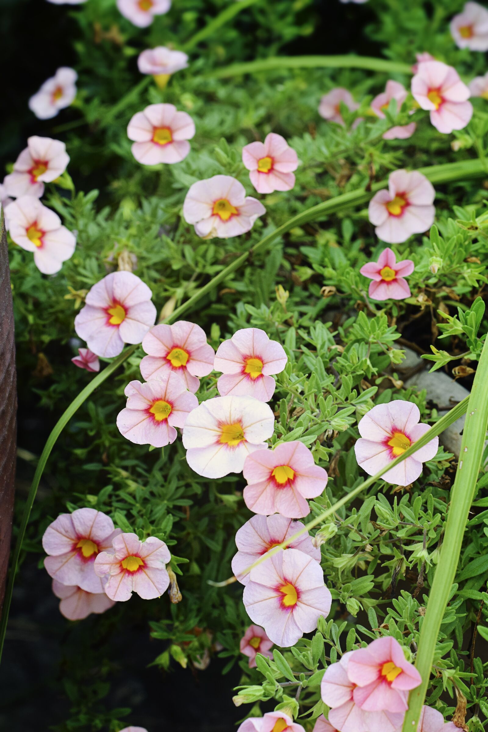 Nikon D5300 sample photo. Little, flower, pink photography