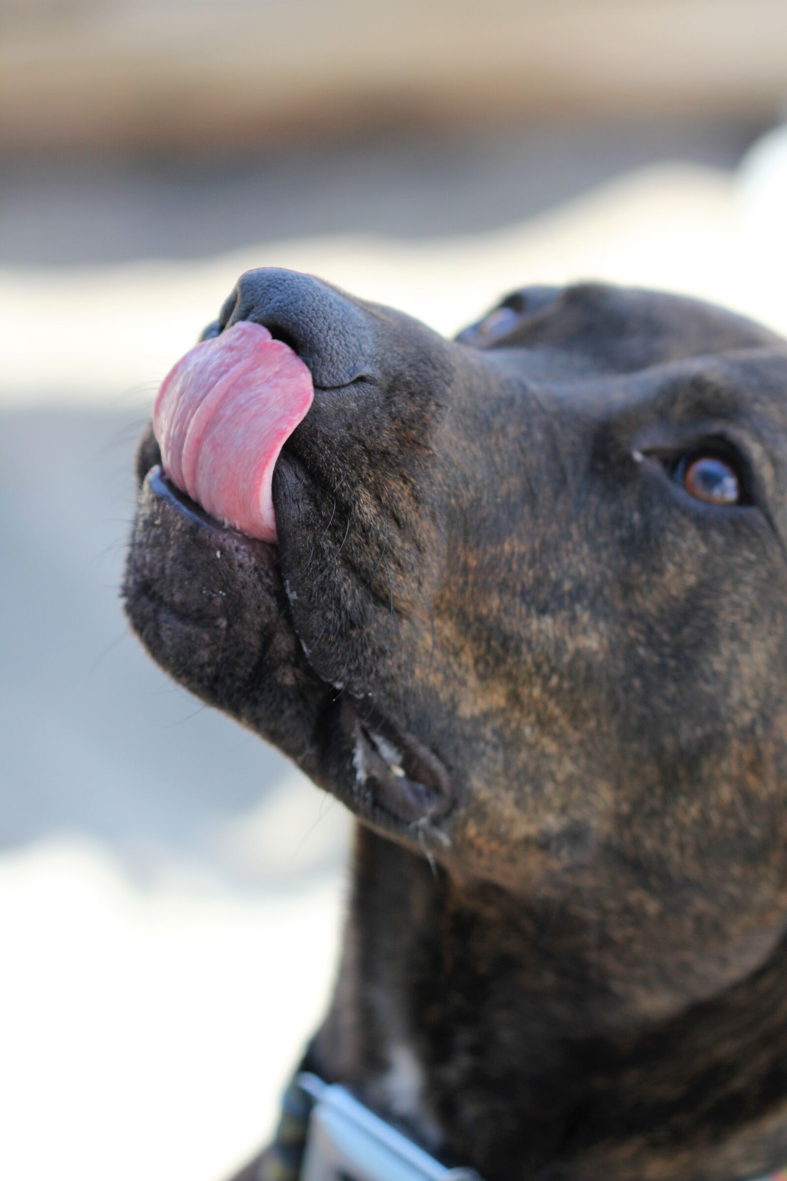 Canon EOS 550D (EOS Rebel T2i / EOS Kiss X4) sample photo. Dog, tongue out, animal photography