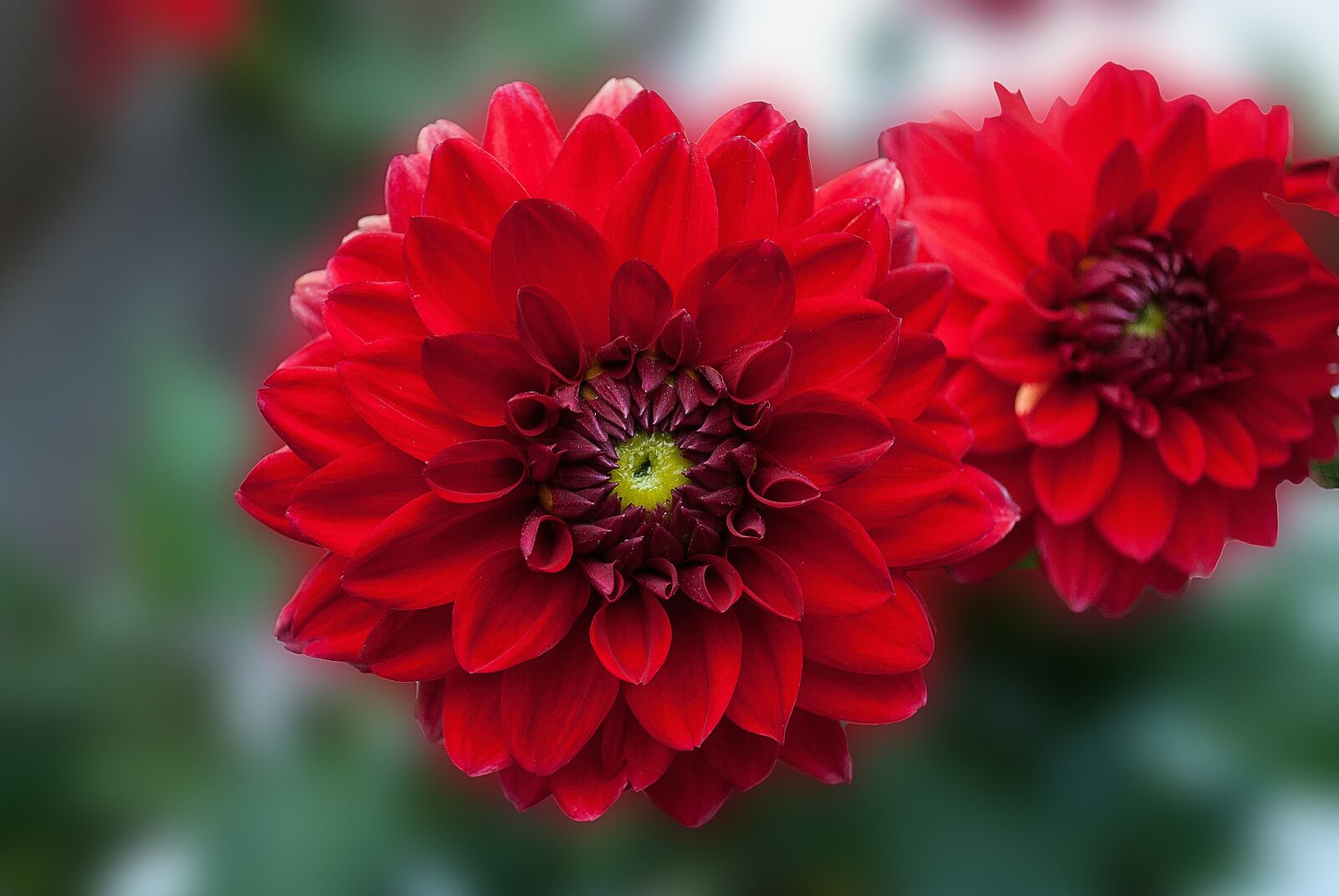 Nikon D3000 sample photo. Dahlia, flower, red photography