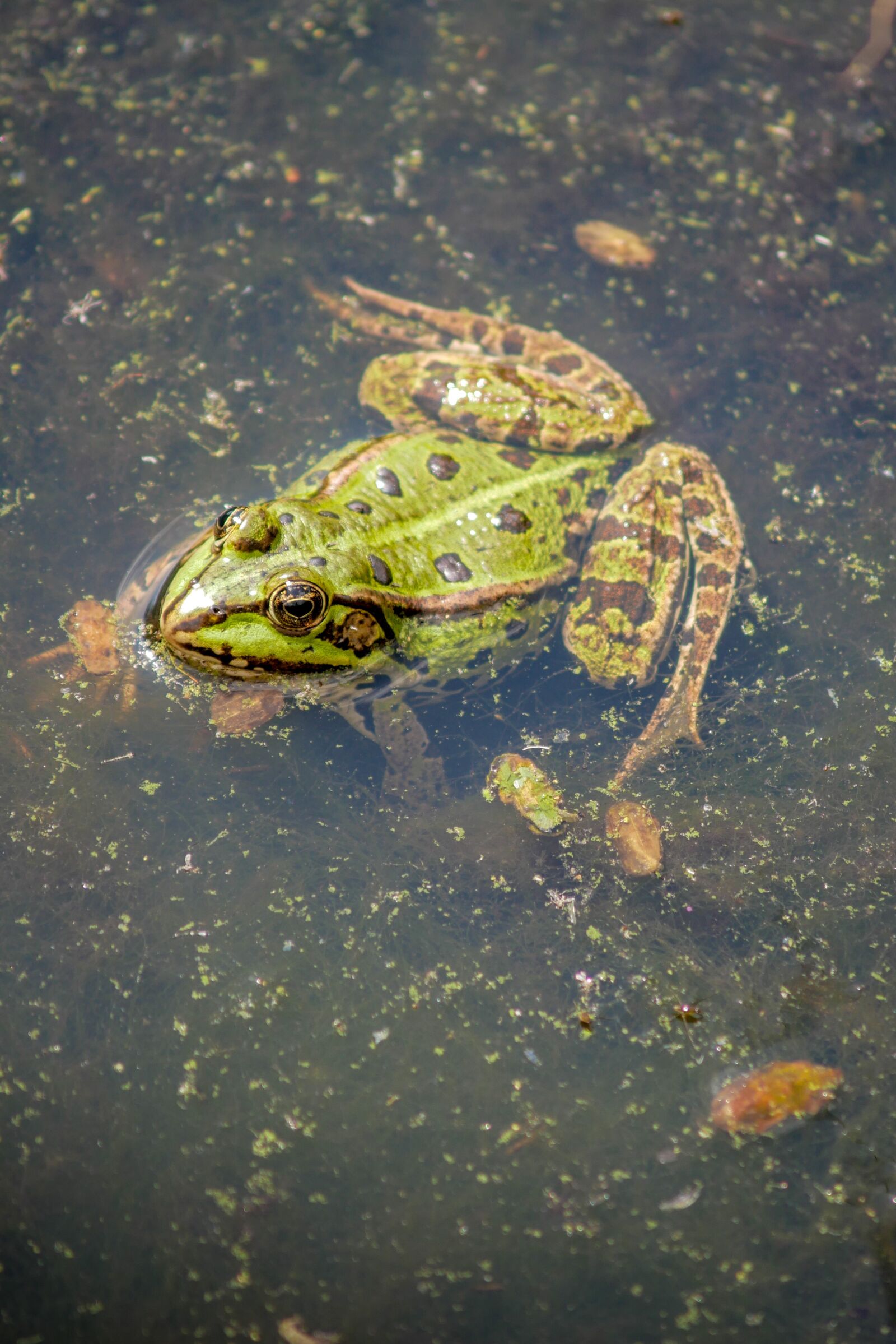 OLYMPUS DIGITAL 40-150mm Lens sample photo. The frog, water, green photography