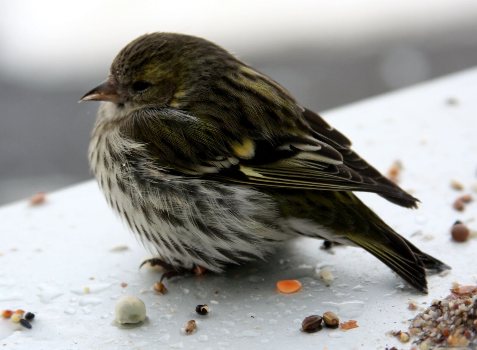 Canon EOS 450D (EOS Rebel XSi / EOS Kiss X2) sample photo. Bird, siskins, female photography