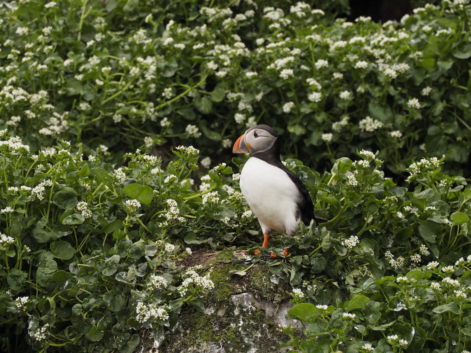 Olympus OM-D E-M10 sample photo. Penguin, bird, island photography