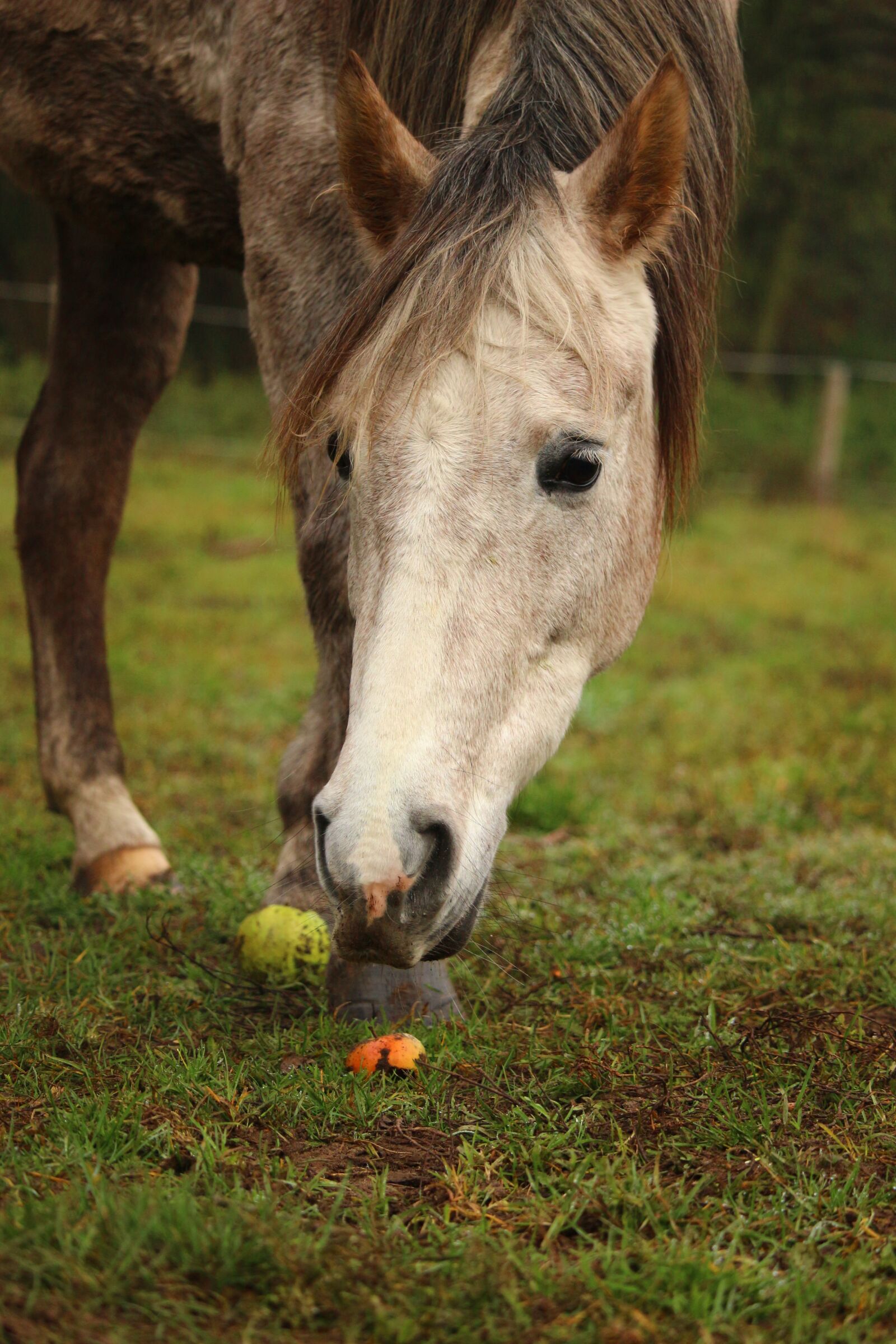 Canon EOS 100D (EOS Rebel SL1 / EOS Kiss X7) sample photo. Horse, mold, thoroughbred arabian photography