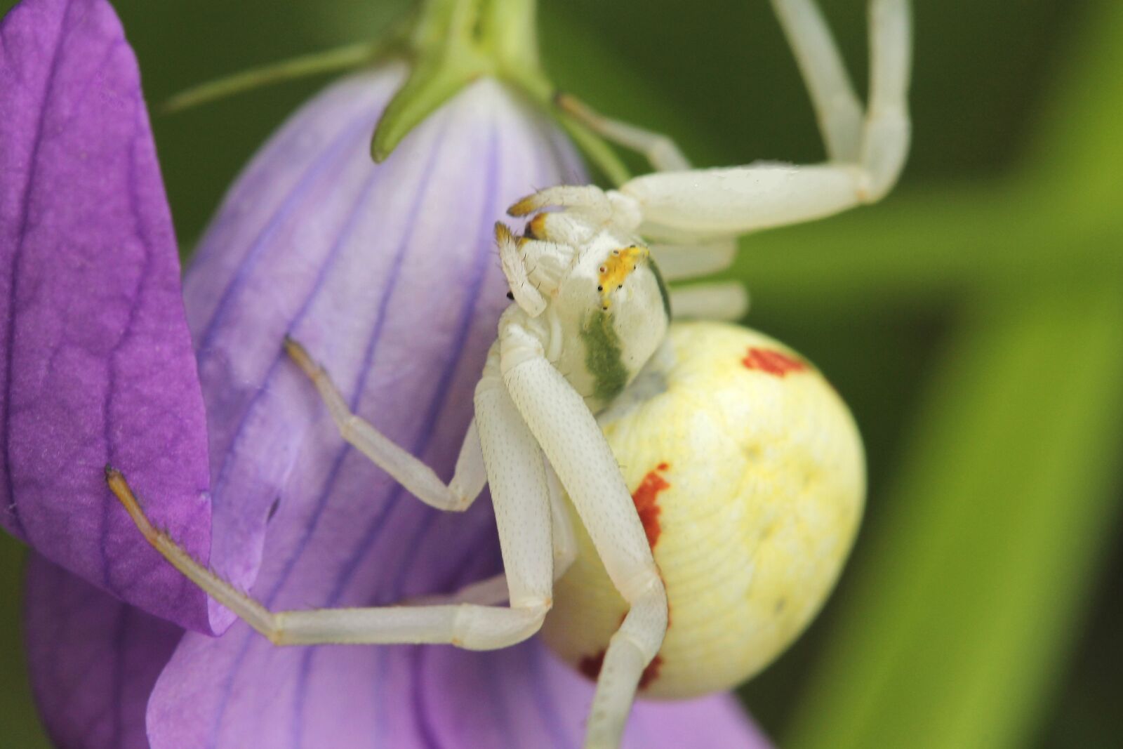 Canon EF-S 60mm F2.8 Macro USM sample photo. Misumena vatia, special spider photography