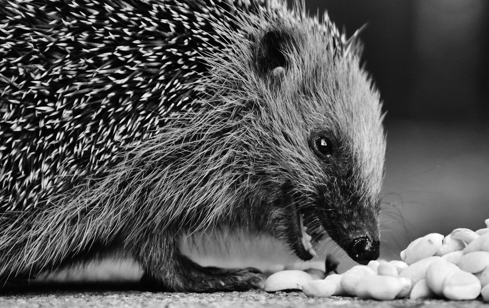 Nikon D7200 sample photo. Hedgehog child, young hedgehog photography