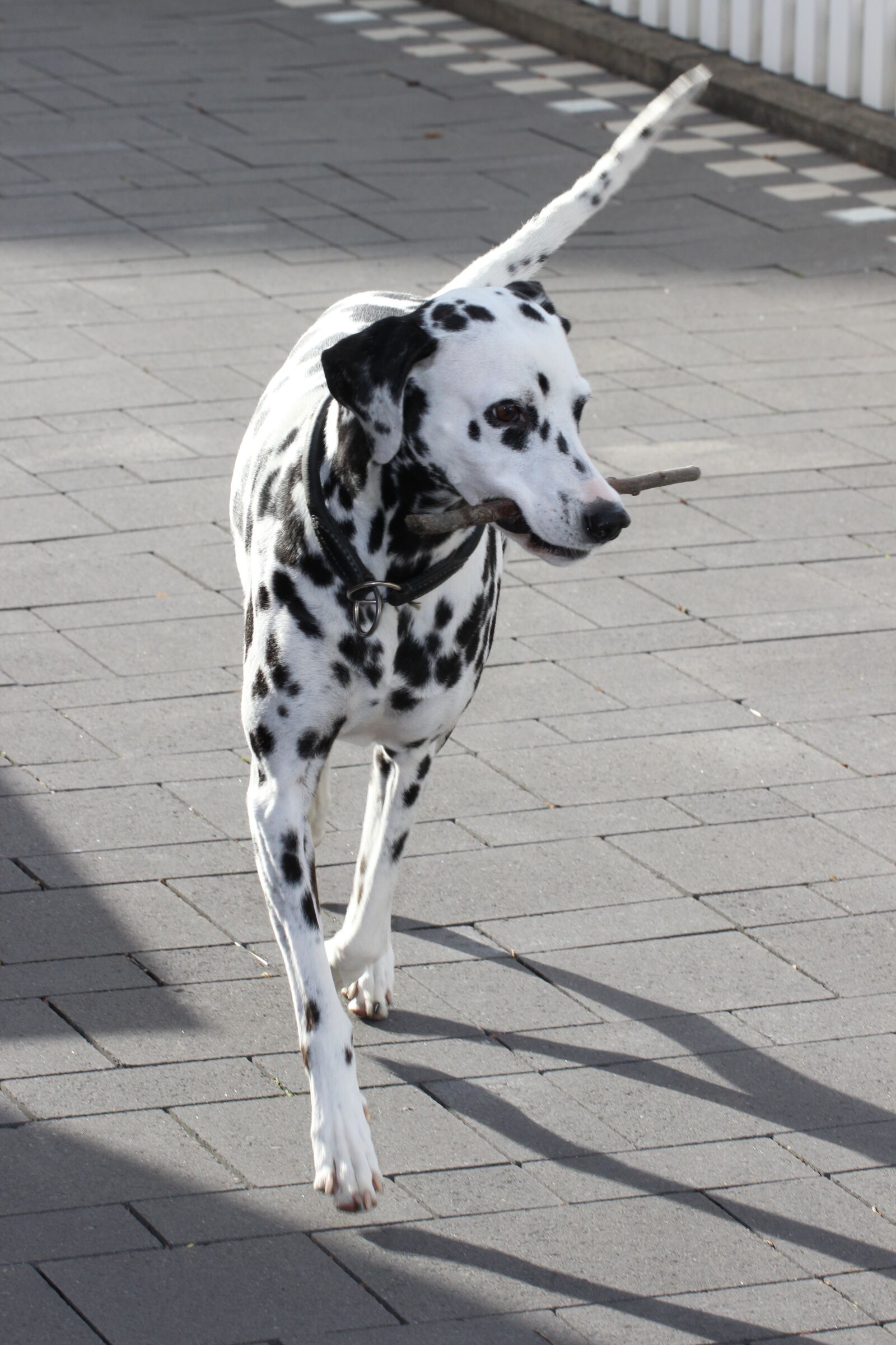 Canon EF 100mm F2.8L Macro IS USM sample photo. Dalmatians, dog, animal photography
