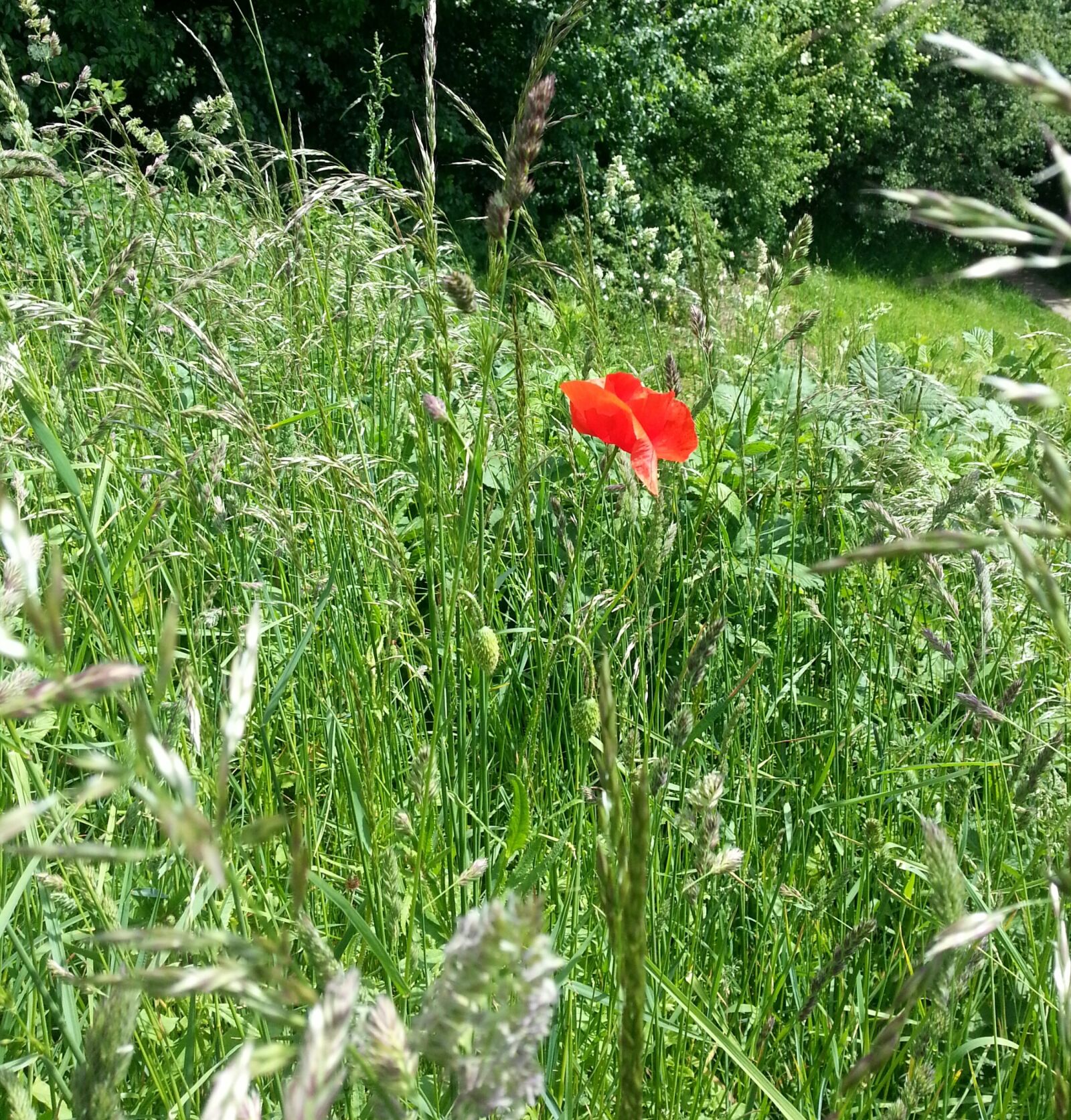 Samsung Galaxy S3 sample photo. Poppy, meadow, flower photography