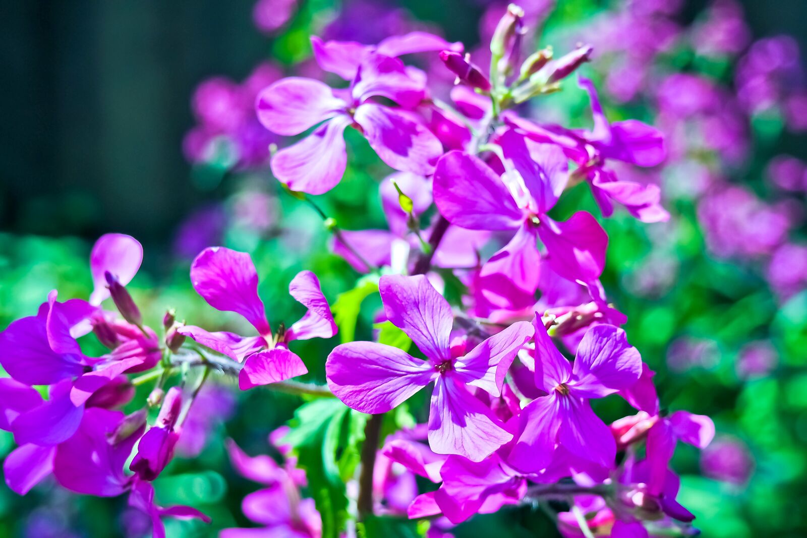 Olympus OM-D E-M10 sample photo. Begonia, flower, ocimum begonia photography