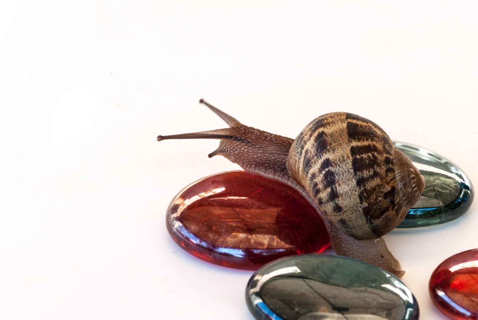 Nikon D60 sample photo. Snail, nature, wallpaper photography