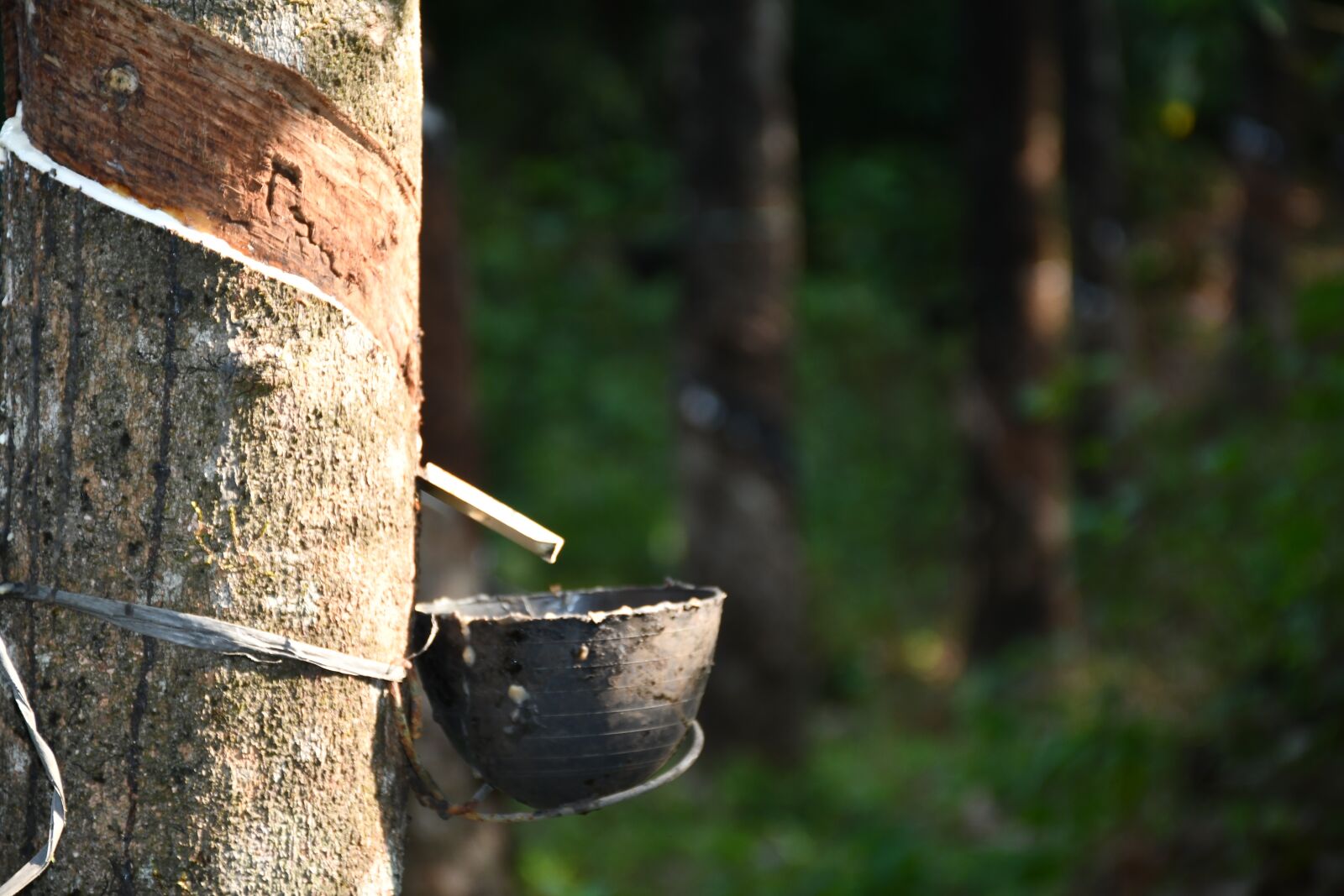 Nikon D7500 sample photo. Rubber, plantation, latex photography