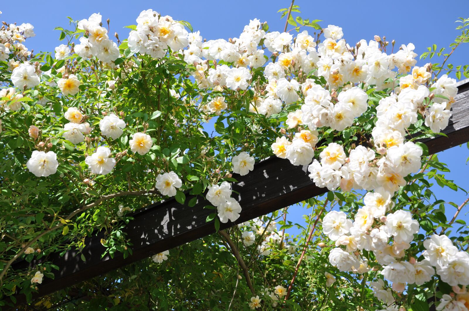 Nikon D90 sample photo. Rose, flower, blossom photography