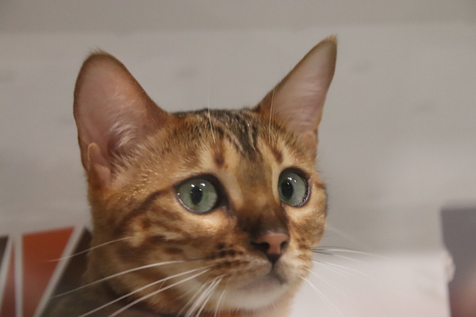Canon EOS 800D (EOS Rebel T7i / EOS Kiss X9i) sample photo. Cats, felines, abyssinian cat photography