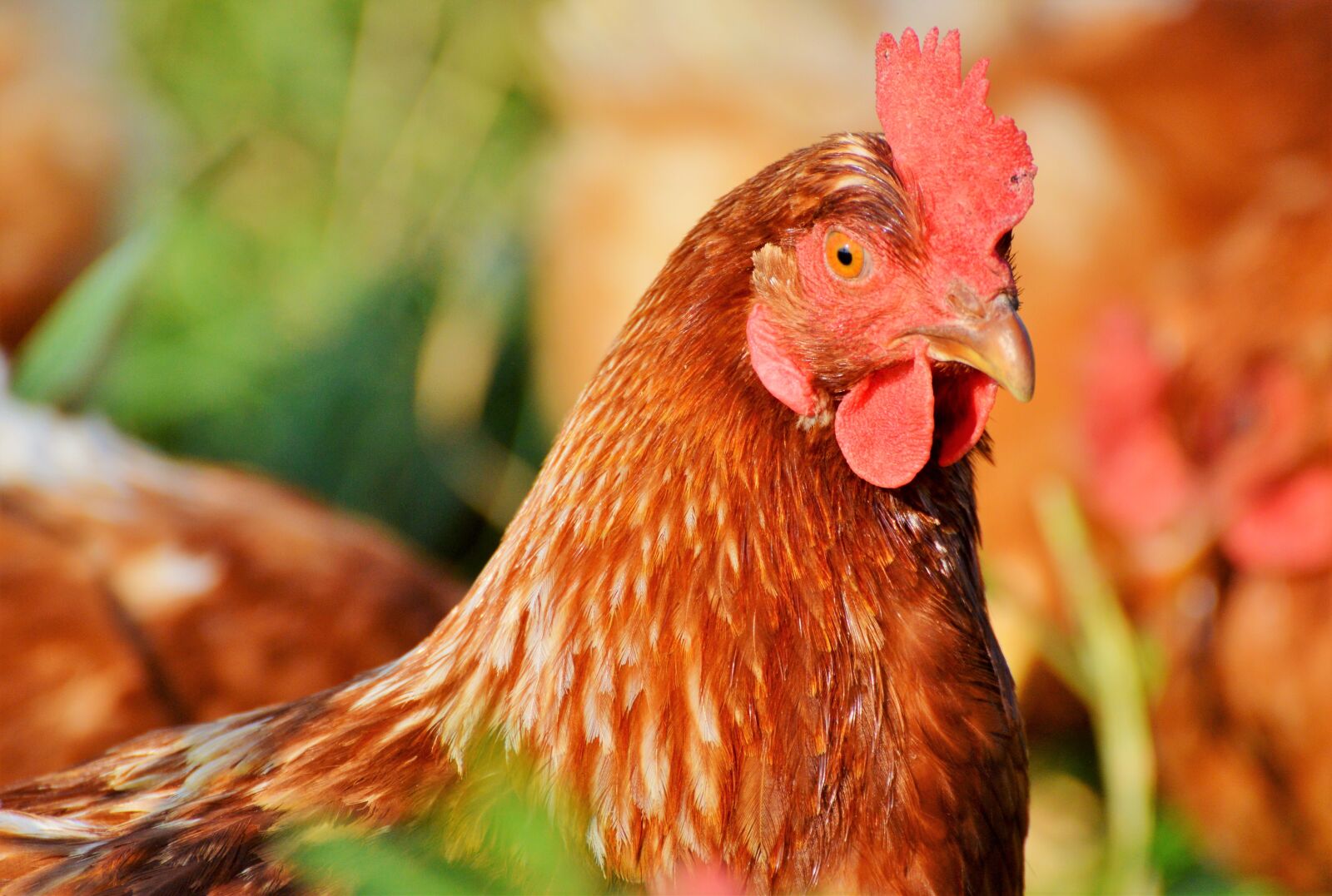 Nikon D3200 sample photo. Chicken, hen, poultry photography
