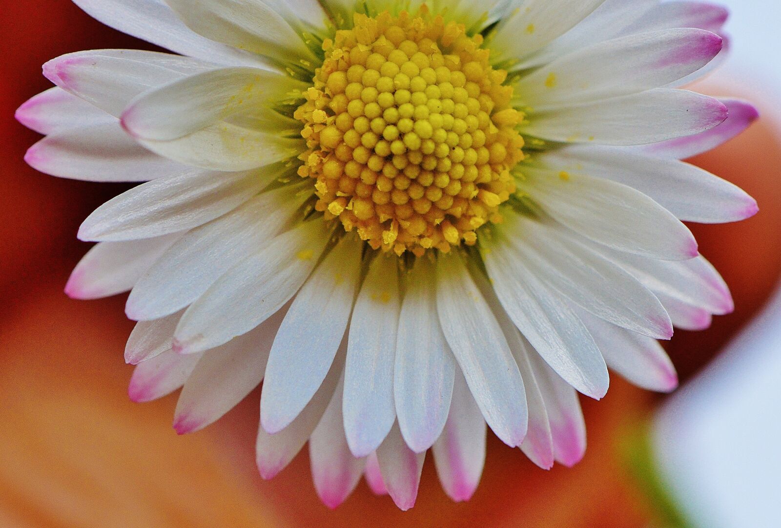 Nikon D3200 sample photo. Pointed flower, daisy, flowers photography