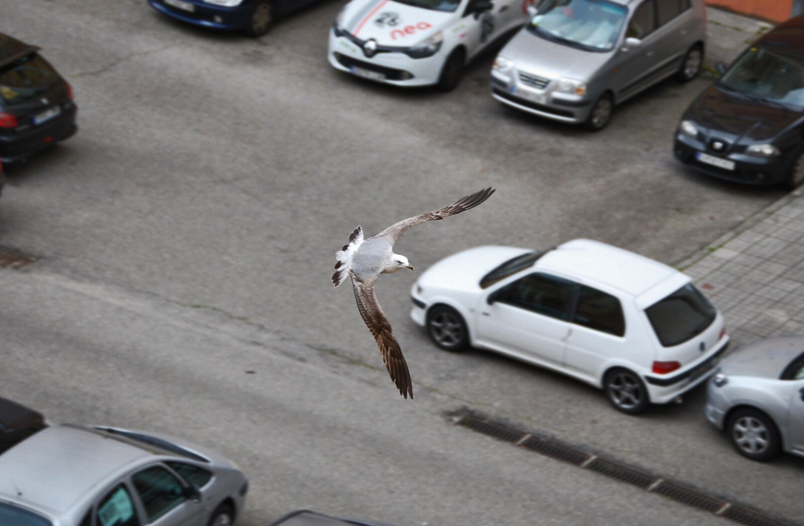 Nikon D60 sample photo. Seagull, city, ave photography