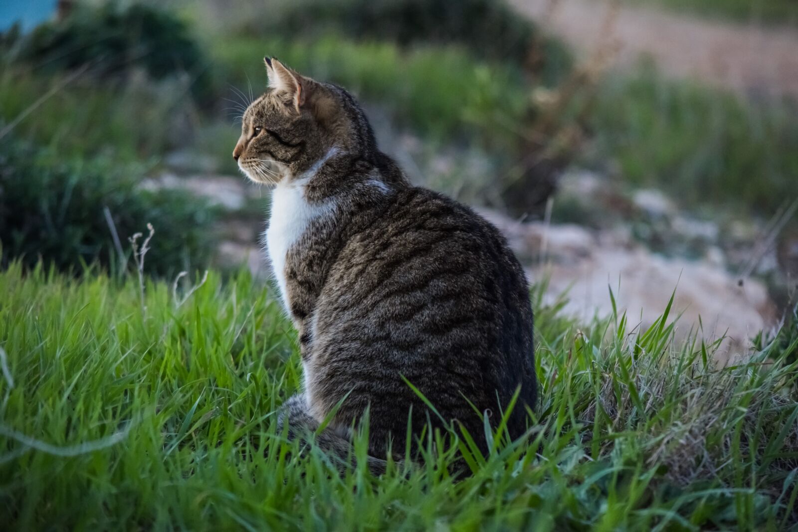 Nikon D3300 sample photo. Cat, stray, outdoors photography