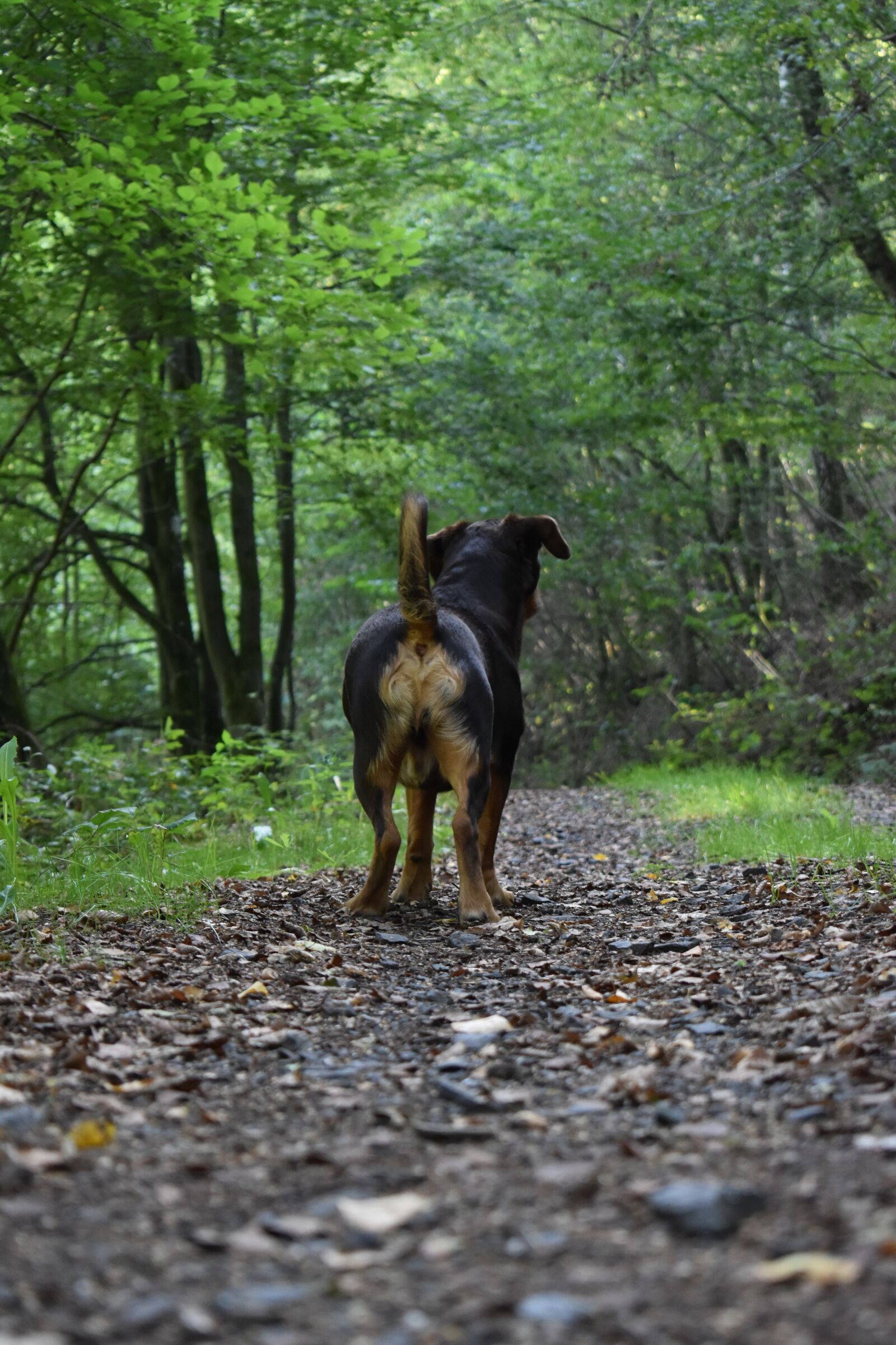 Nikon D3500 sample photo. Dog, from the rear photography