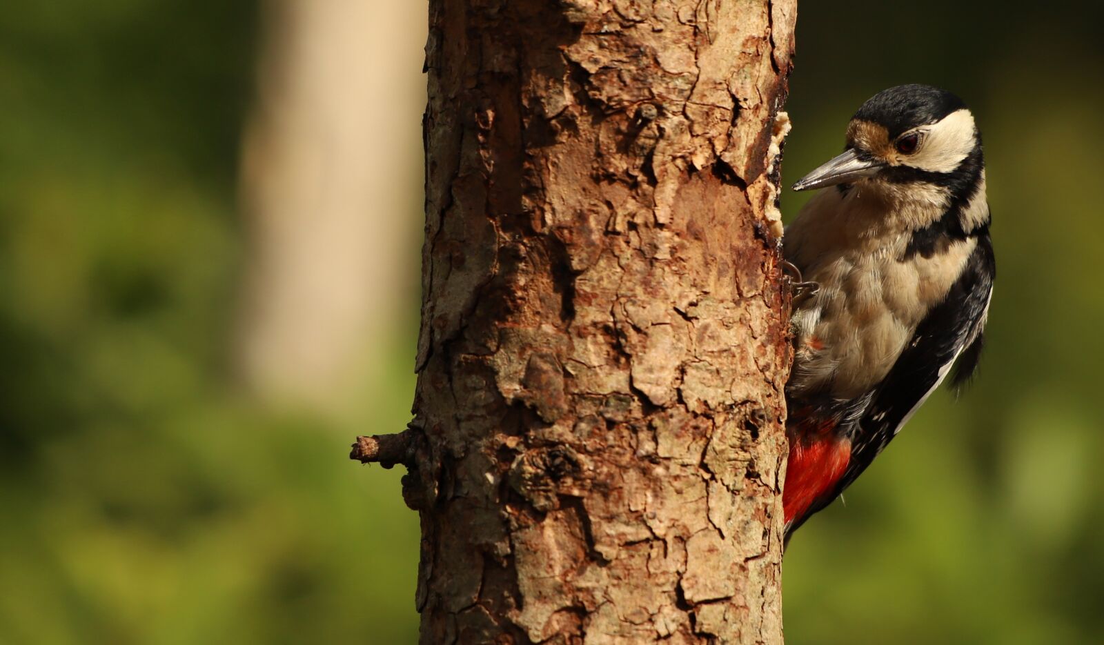 Canon EOS 6D Mark II + Canon EF 70-300 F4-5.6 IS II USM sample photo. Woodpecker, forest, nature photography
