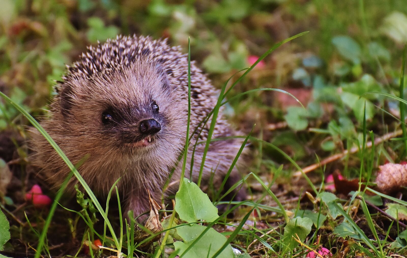 Nikon D7200 sample photo. Hedgehog child, young hedgehog photography