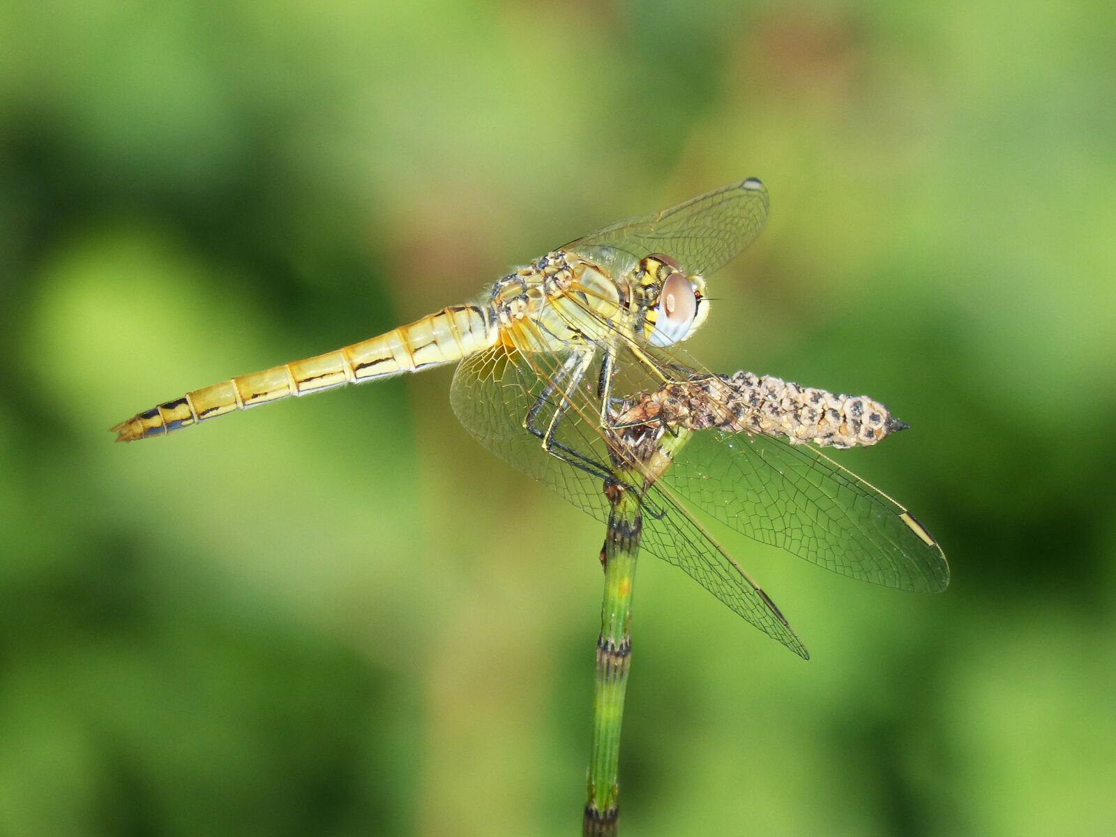 Panasonic DMC-FZ62 sample photo. Dragonfly, branch, winged insect photography