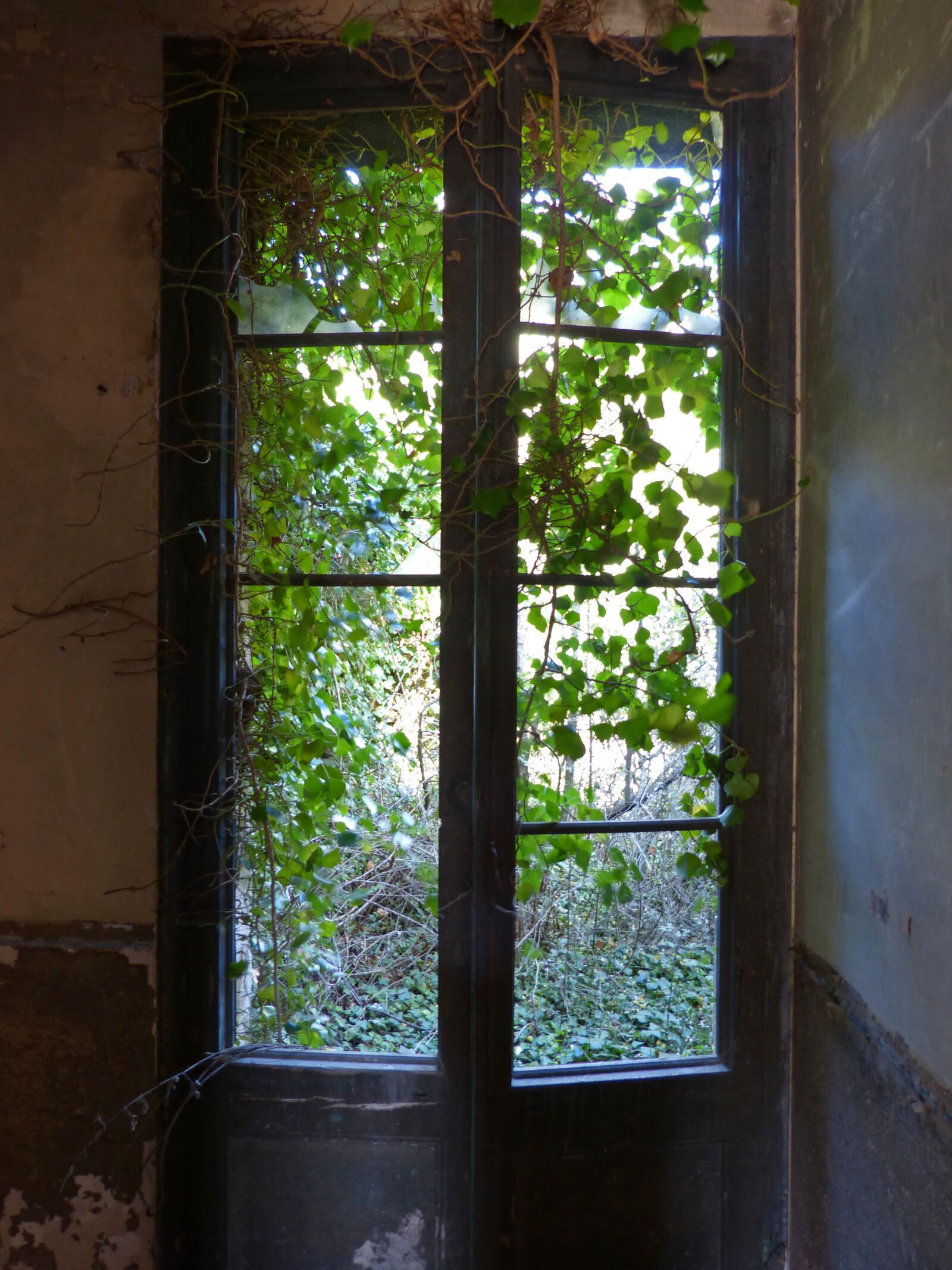 Panasonic DMC-FZ62 sample photo. Window, ivy, abandoned photography