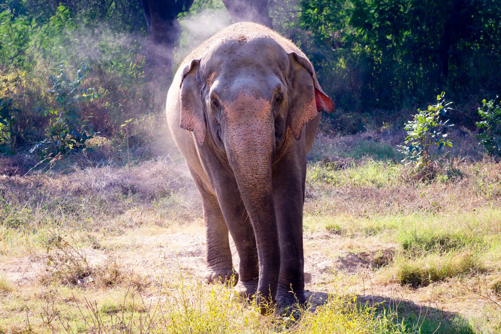 Nikon D7200 sample photo. Elephant, wildlife, animal photography