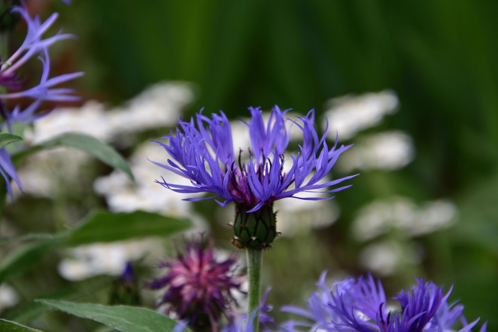 Nikon D3400 sample photo. Cornflower blue, spring, flowers photography