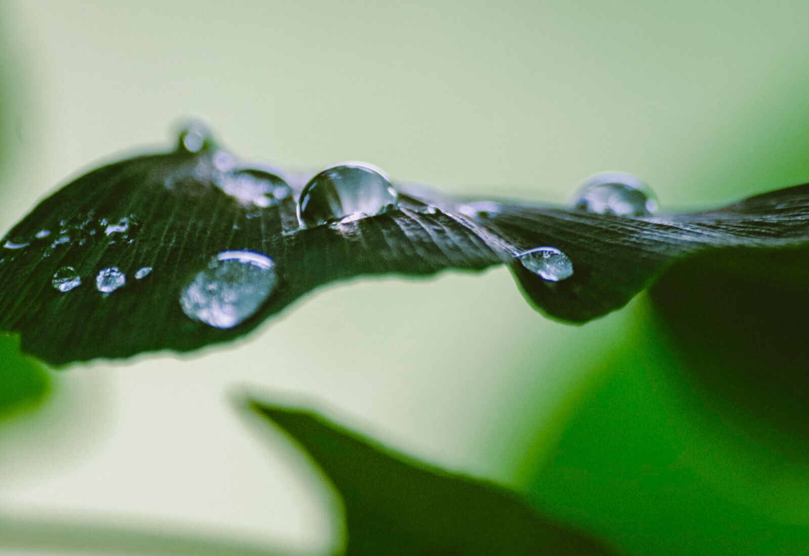 Pentax K-30 sample photo. Drip, leaf, plant photography