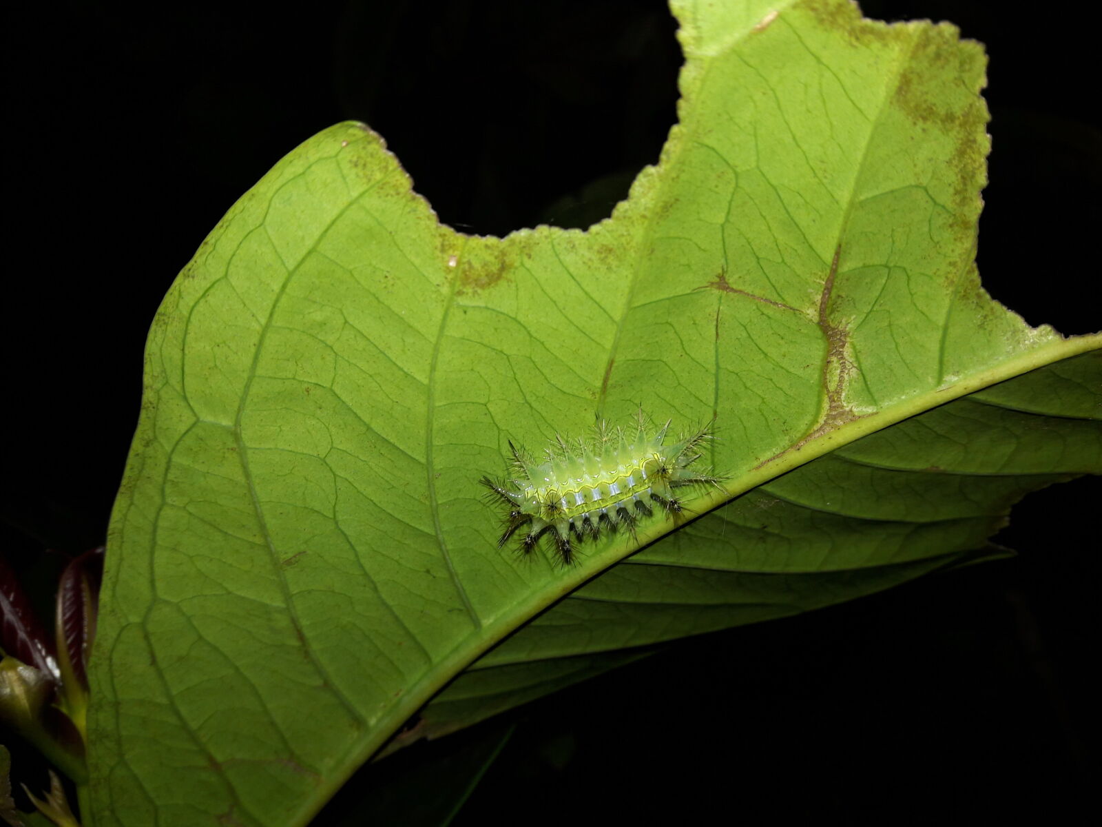 Samsung Galaxy J7 sample photo. Poisonous, caterpillars photography