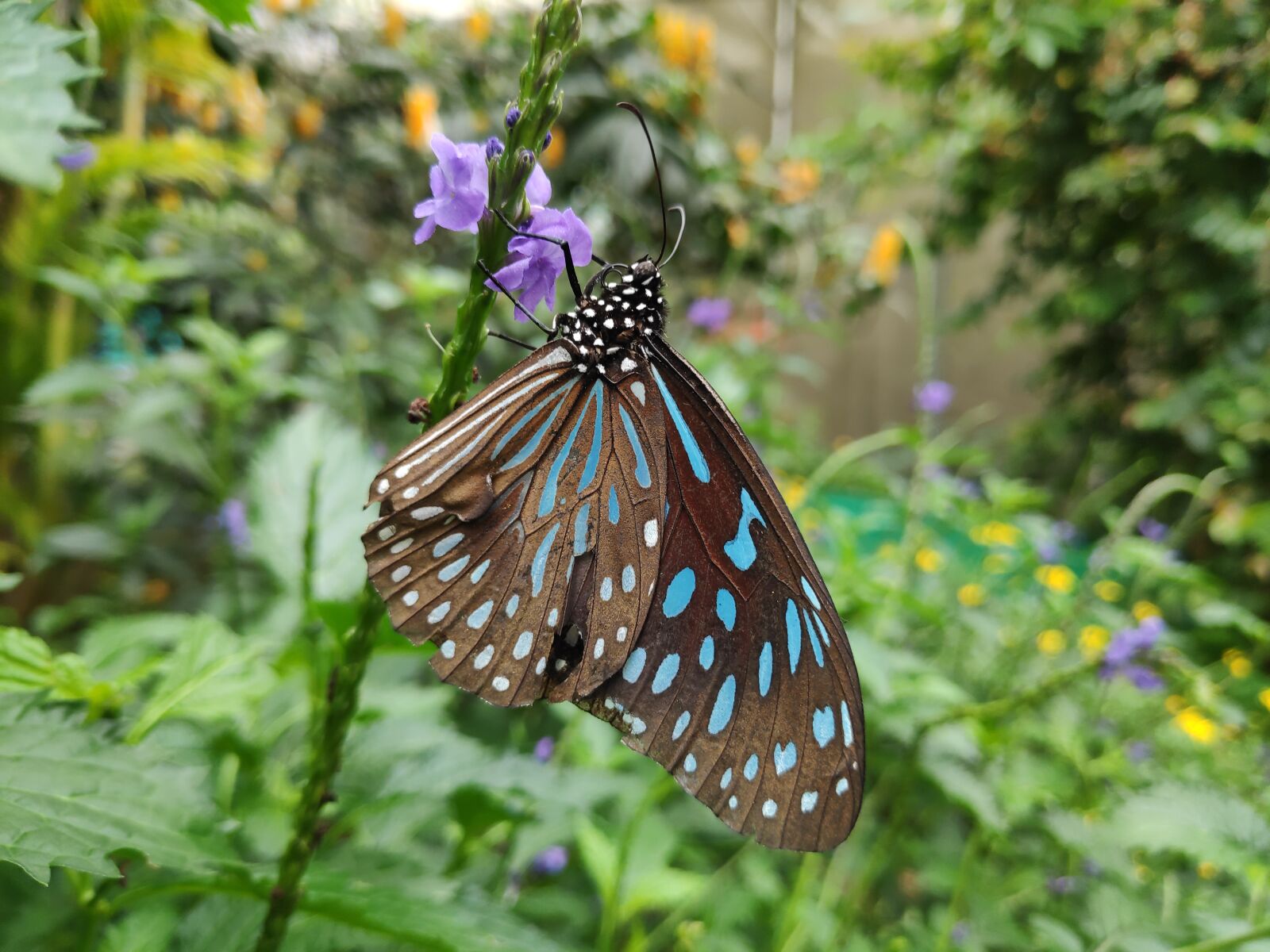 Xiaomi POCO F1 sample photo. Butterfly, insect, butterflies photography