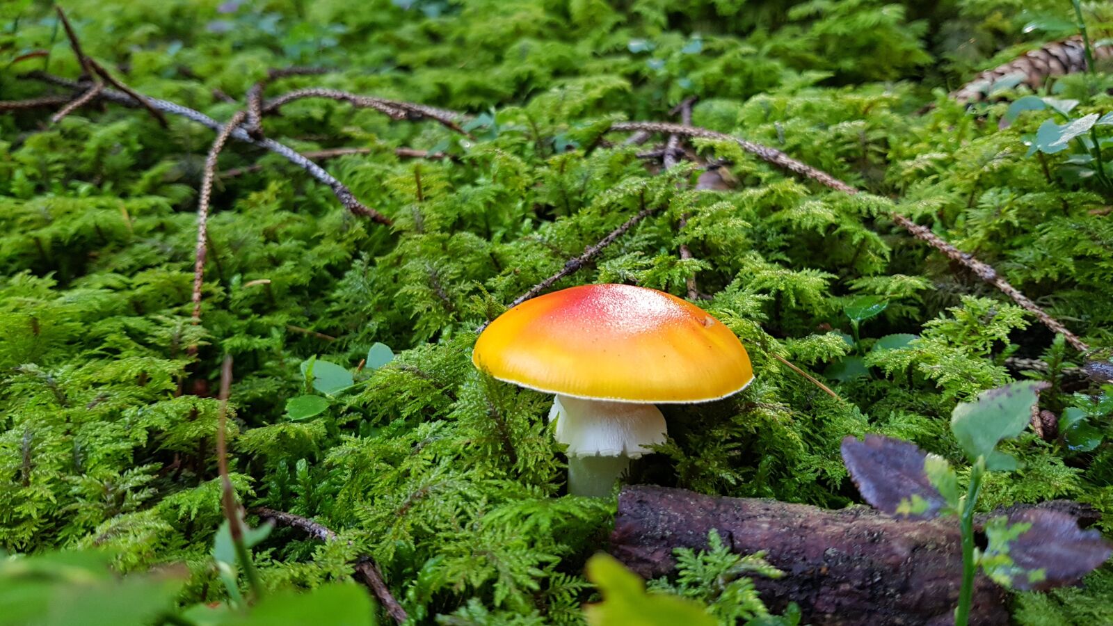 Samsung Galaxy S8+ sample photo. Mushroom, green, forest photography