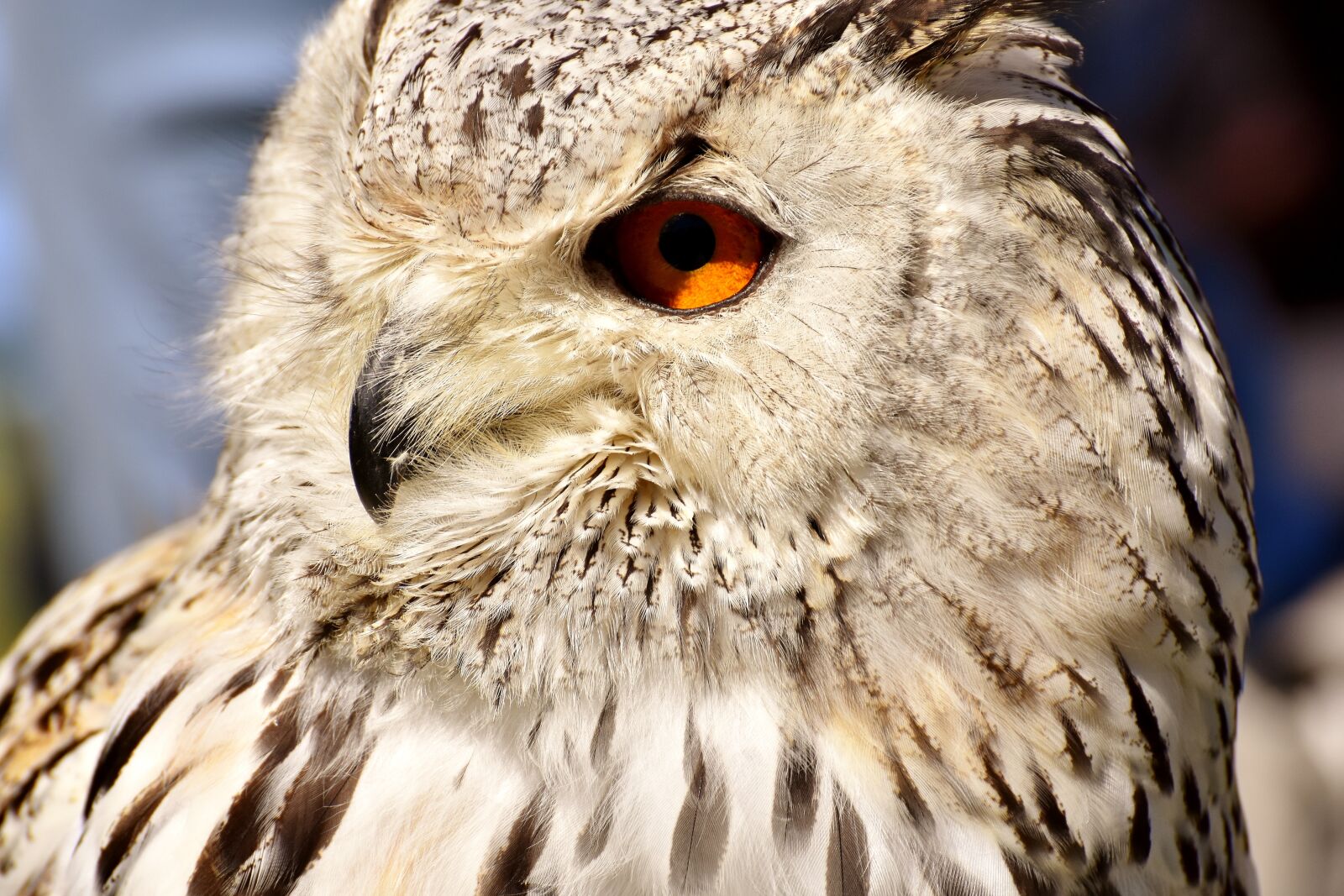 Nikon D7200 sample photo. Owl, bird, feather photography
