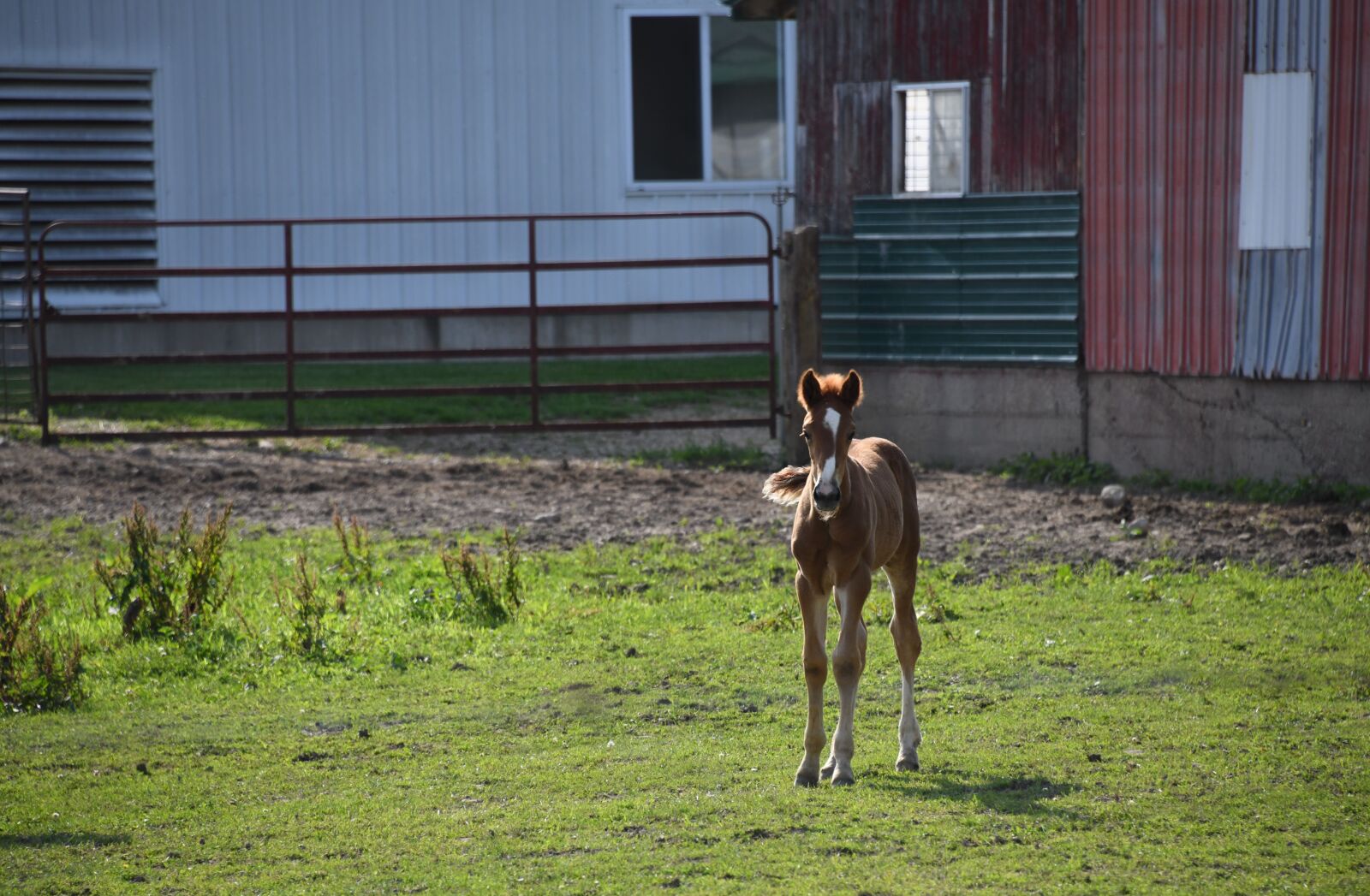 Nikon D850 sample photo. Colt, horse, farm photography
