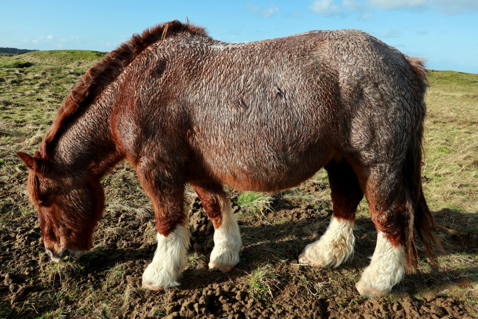 Canon PowerShot G1 X Mark III sample photo. Animal, horse, related photography
