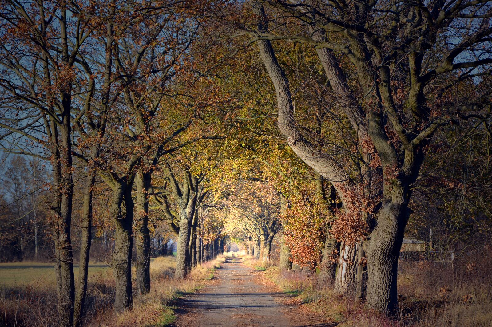 Nikon D3200 sample photo. Avenue, trees, away photography