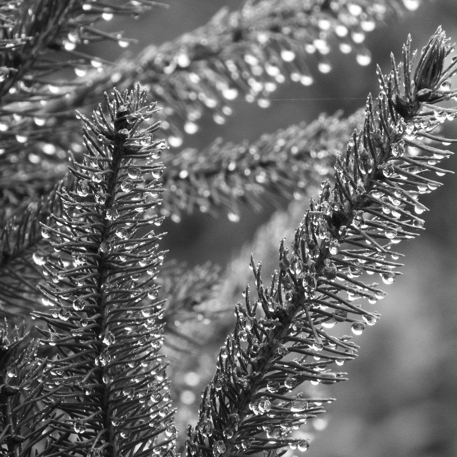 Nikon Coolpix P610 sample photo. Spruce, evergreen tree, dew photography