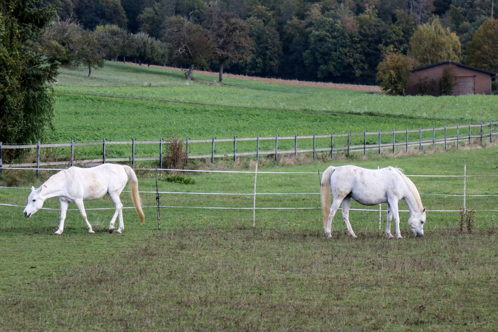 Canon EOS 80D sample photo. Horse, pasture, ride photography