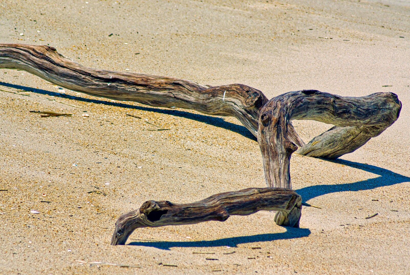 Pentax K10D sample photo. Driftwood, sea, worm photography