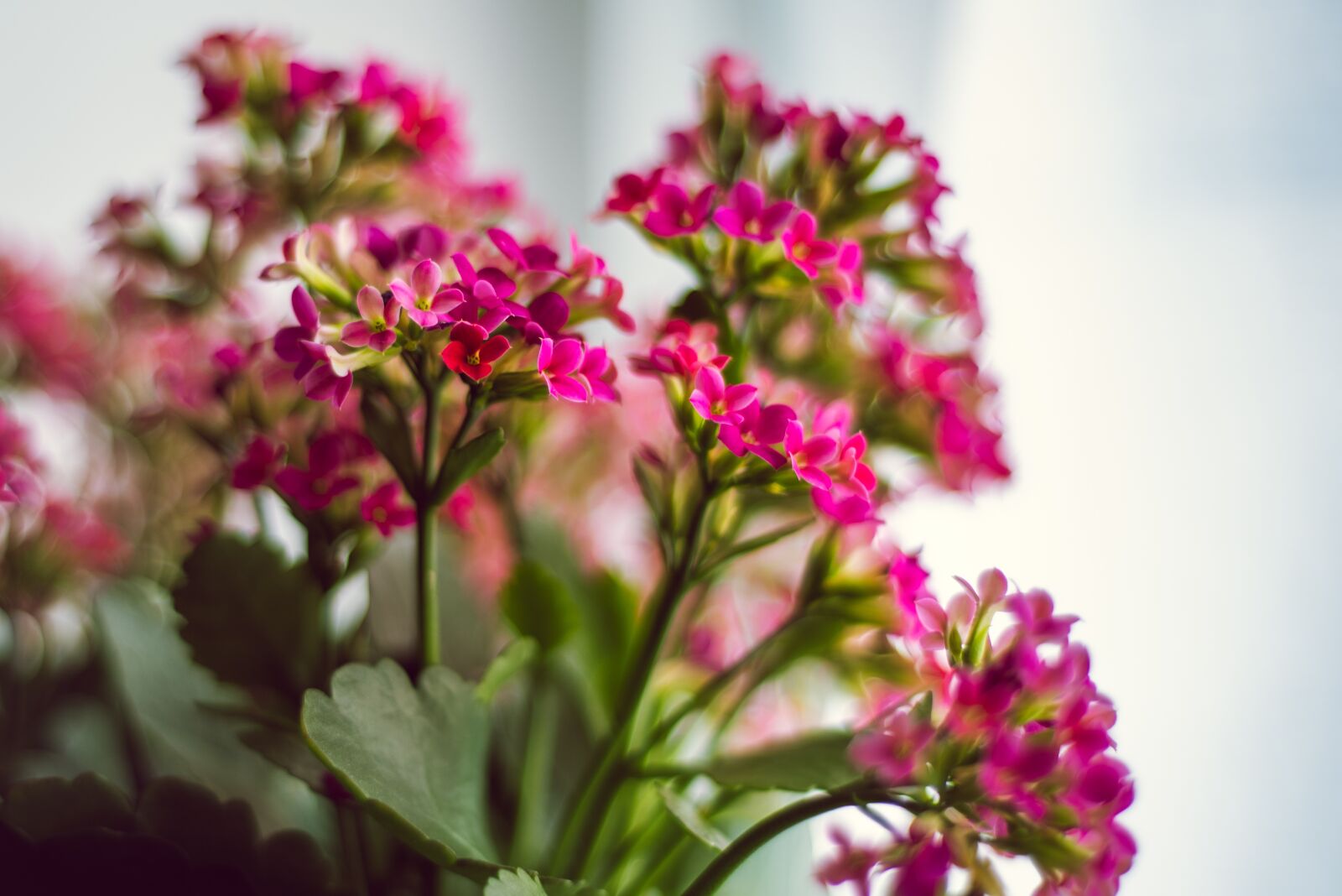 Nikon D750 sample photo. Pink, kalanchoe, flower photography