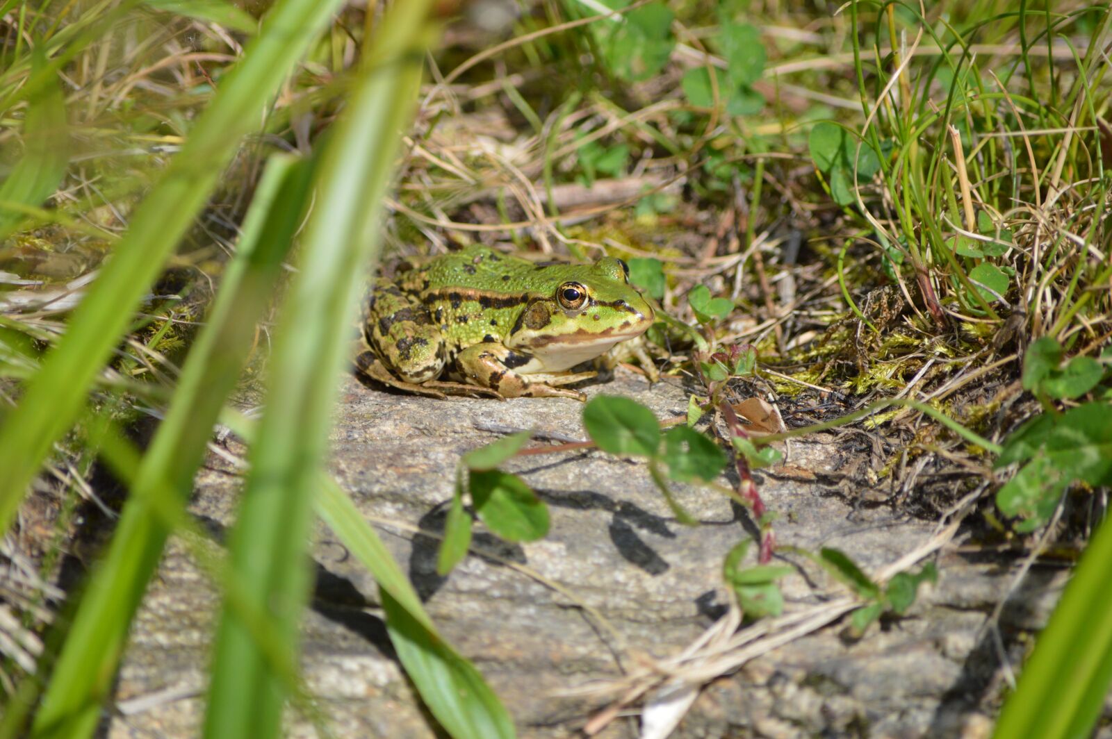 Nikon D3200 sample photo. Frog, pond, animal photography