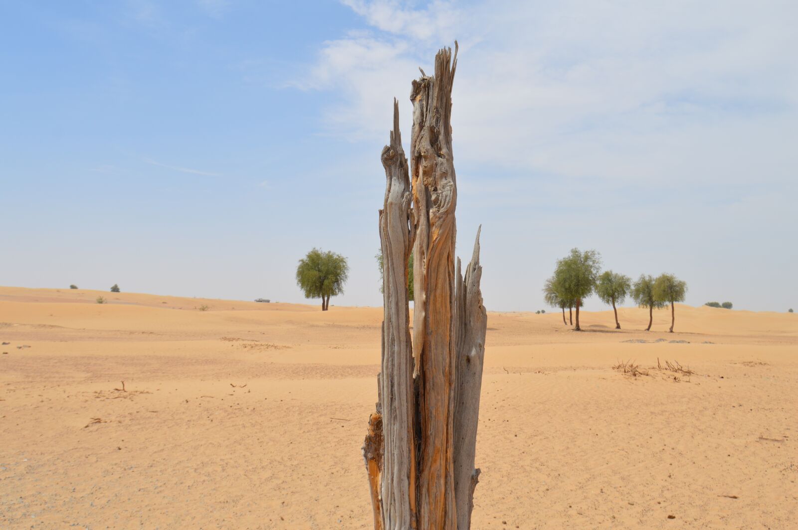 Nikon D3200 sample photo. Cut tree, deforestation, wood photography