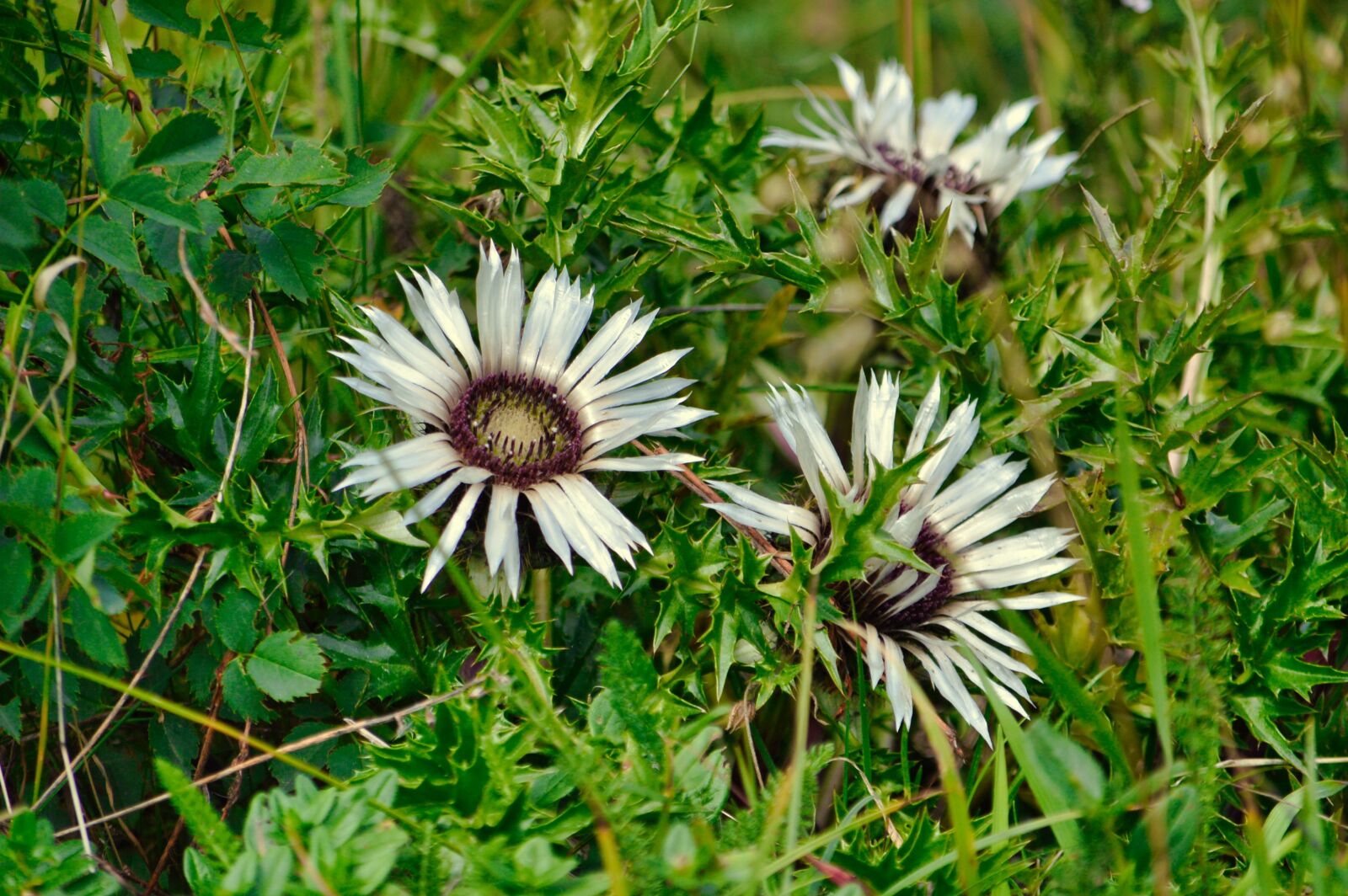 Nikon D3200 sample photo. Thistle, flower, thorny photography