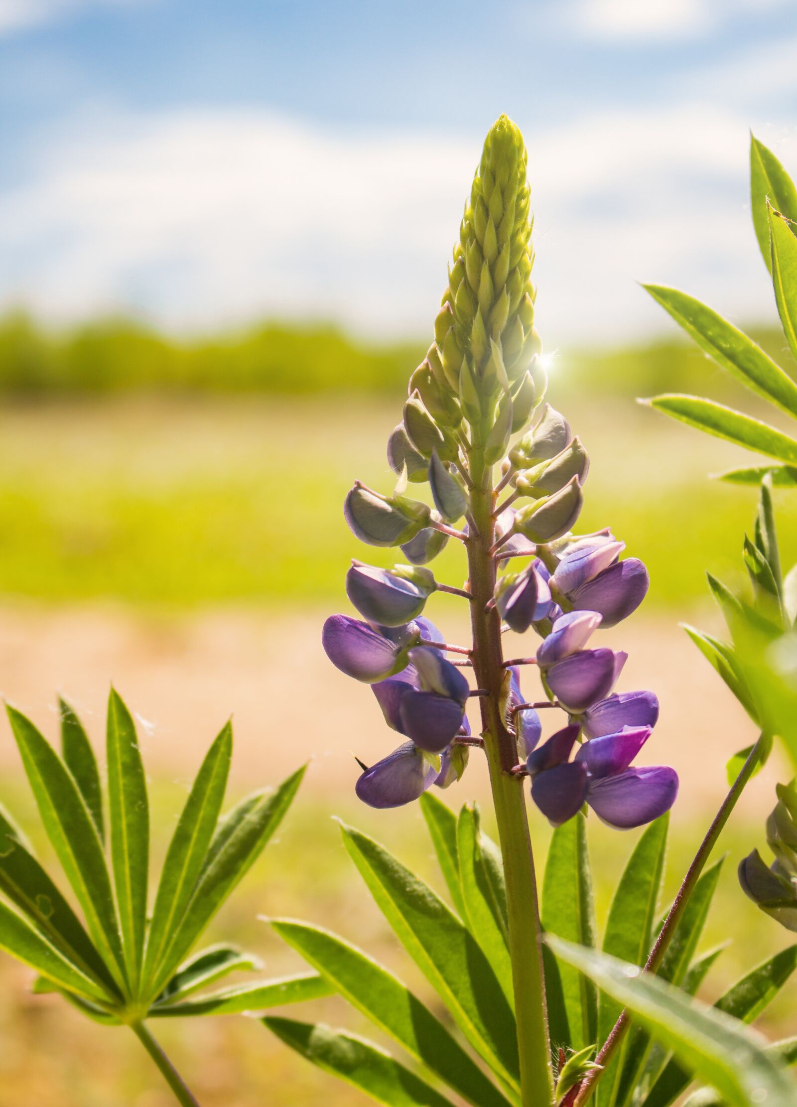 Canon EOS 700D (EOS Rebel T5i / EOS Kiss X7i) sample photo. Lupine, flower, macro photography