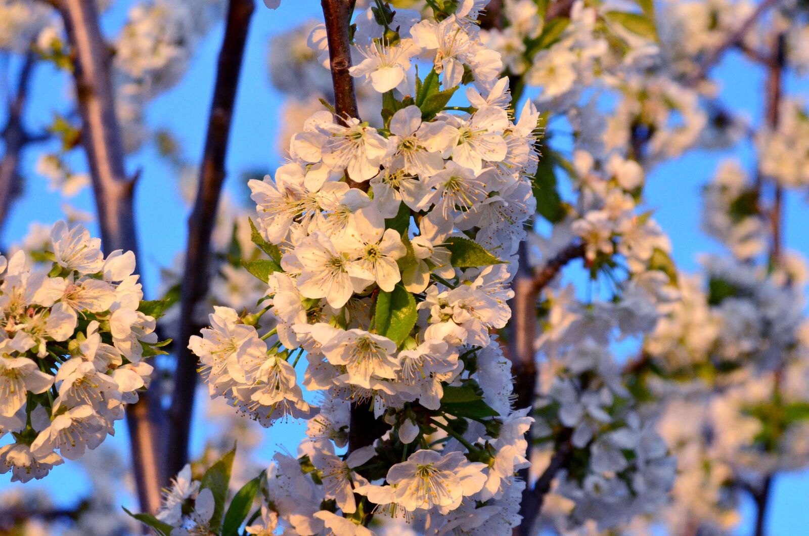 Nikon D5100 sample photo. Flower, spring, spring flowers photography