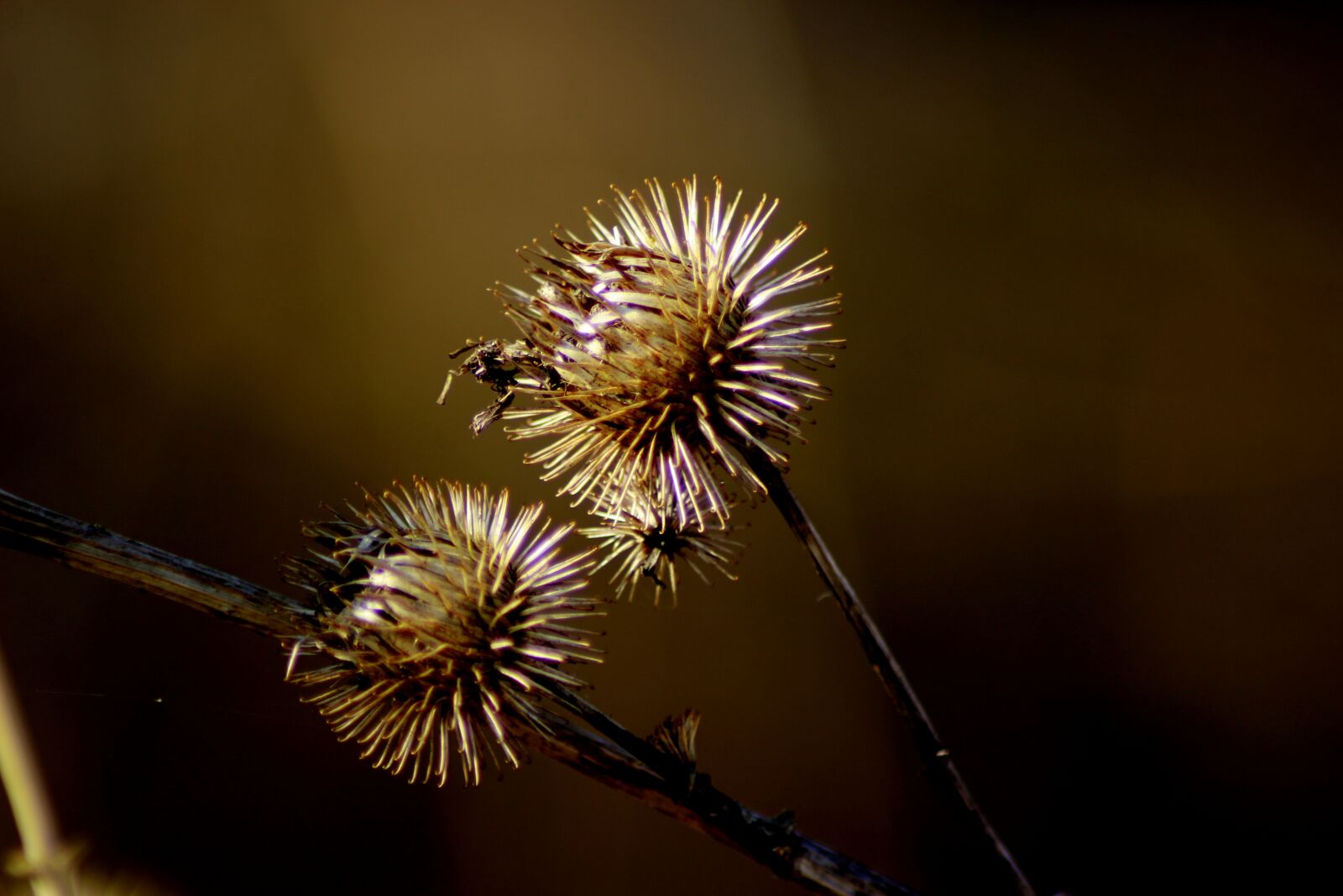 Canon EOS 100D (EOS Rebel SL1 / EOS Kiss X7) sample photo. Nature, thistle, plant photography